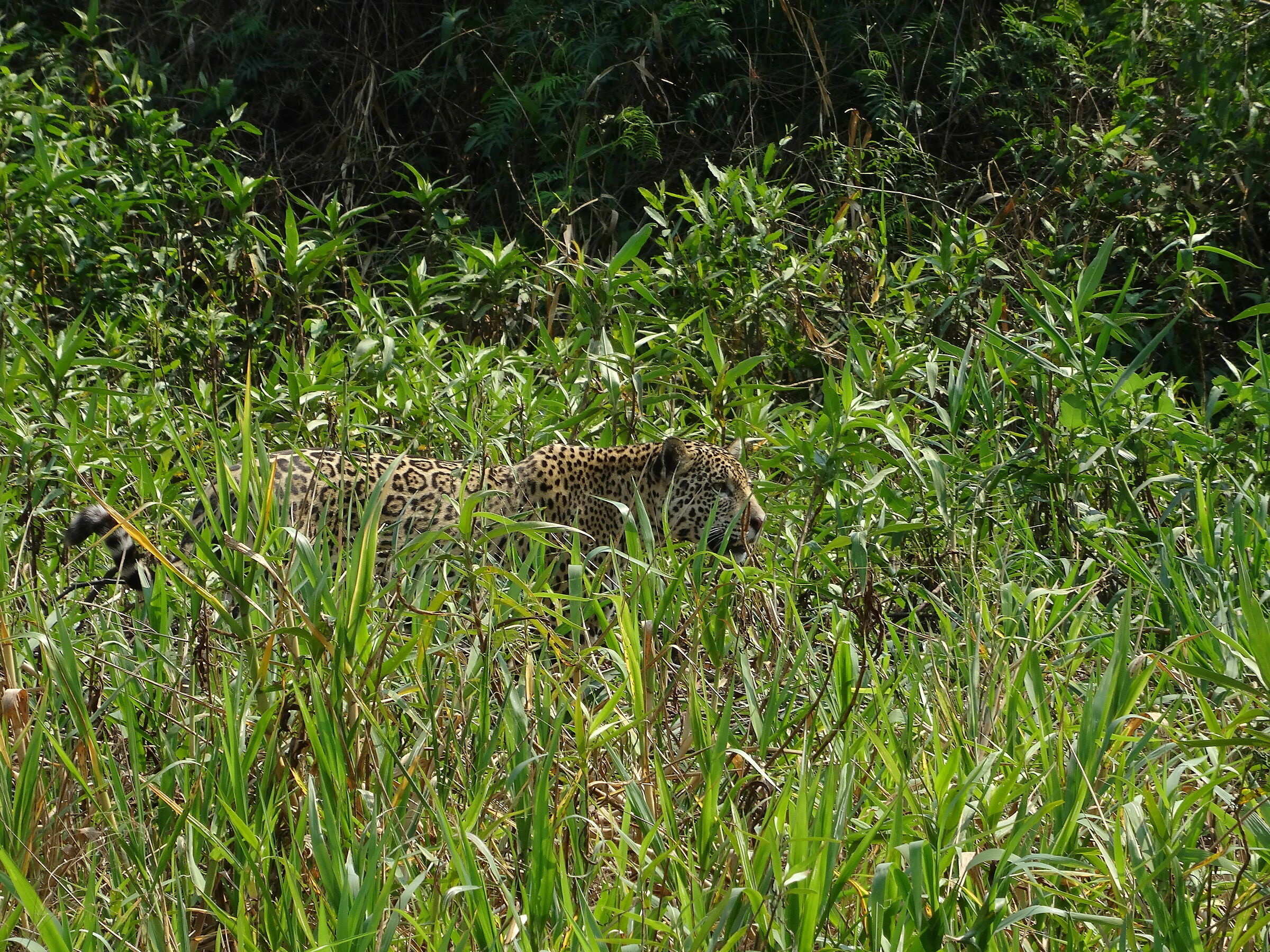 giaguaro in avvicinamento...