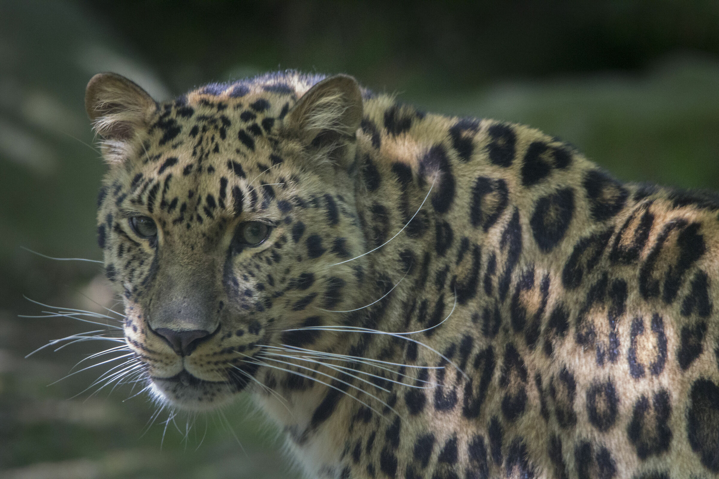 leopardo dell' Amur  2...