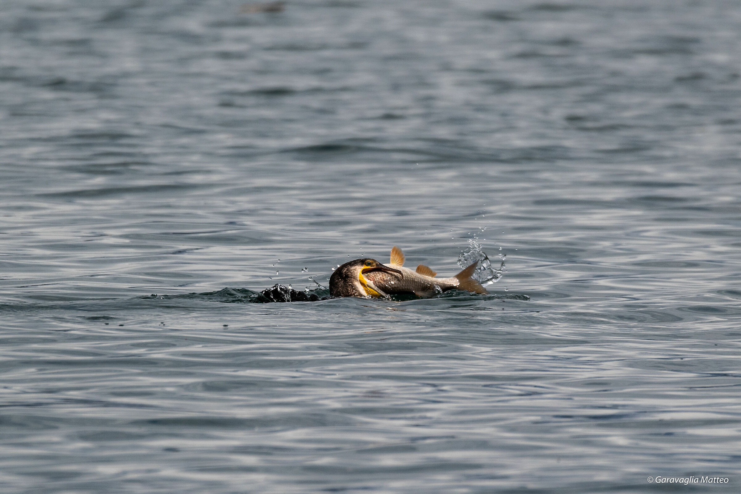 The battle between the cormorate and its prey...