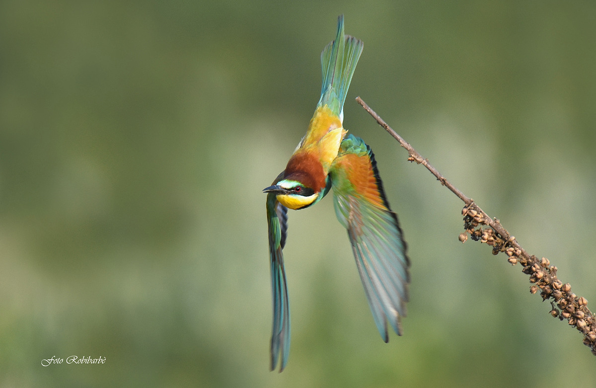 Bee-eater......