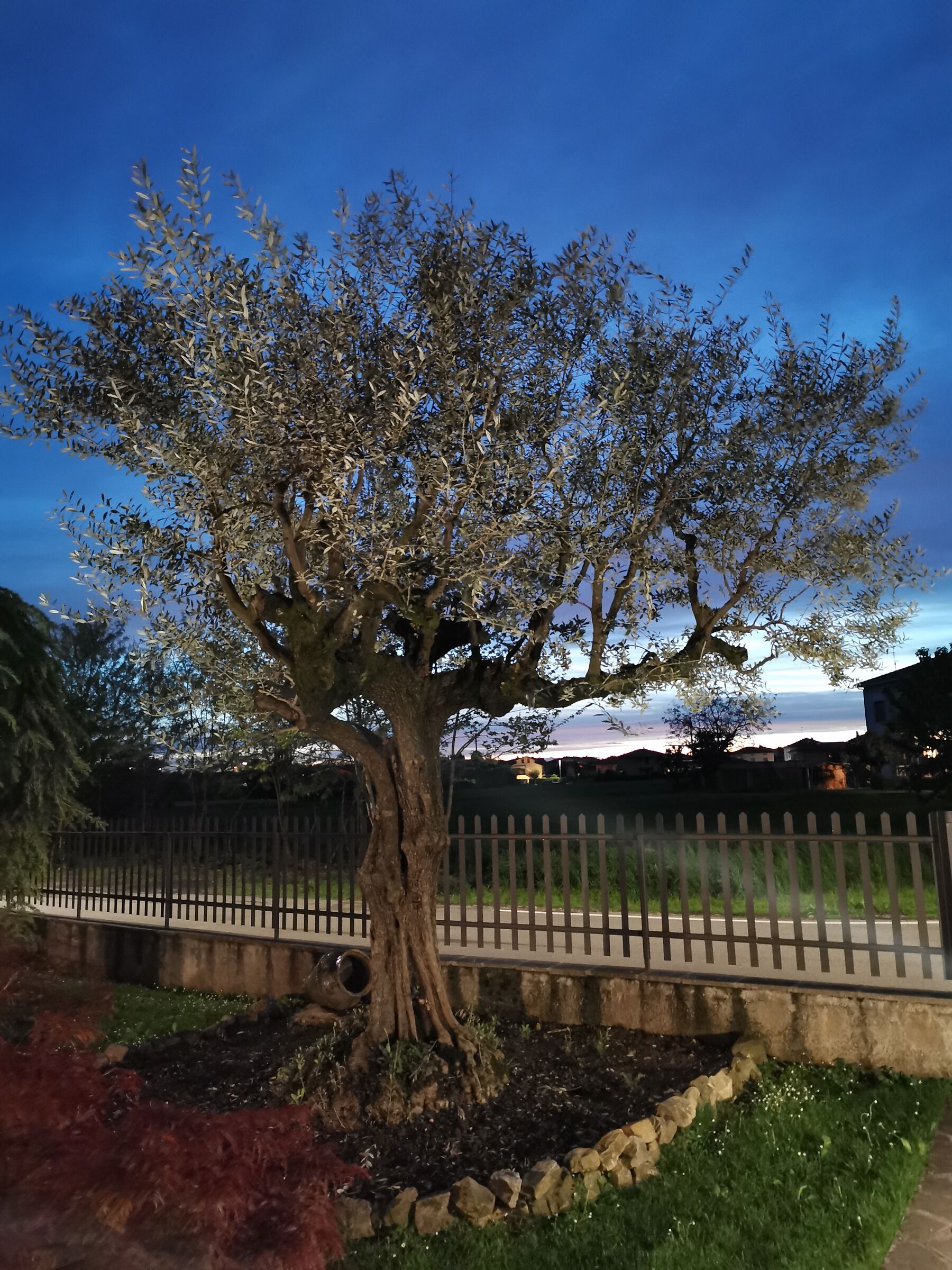 The olive Tree of the house...
