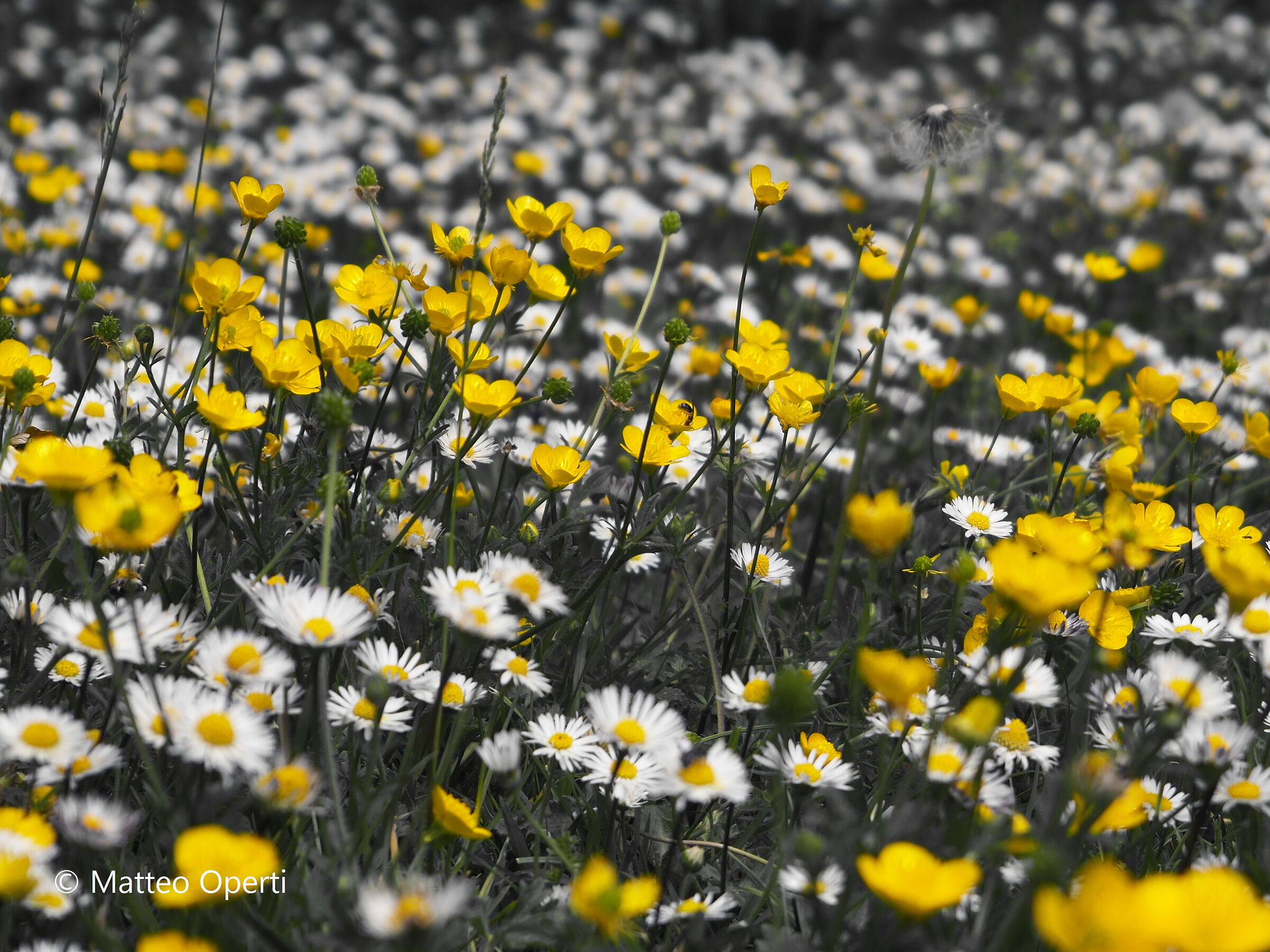 Field Flowers...