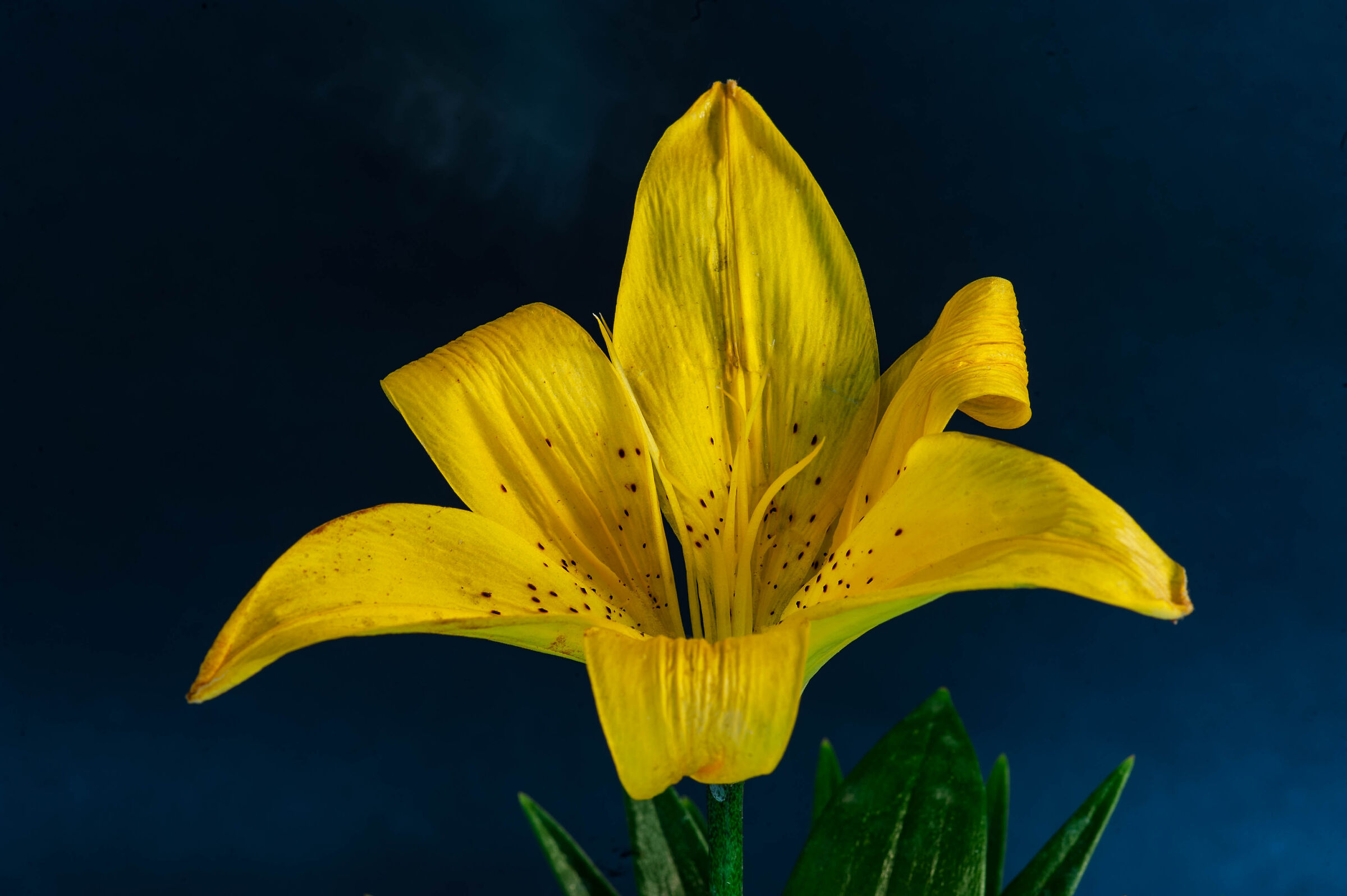 Yellow lily on blue background...