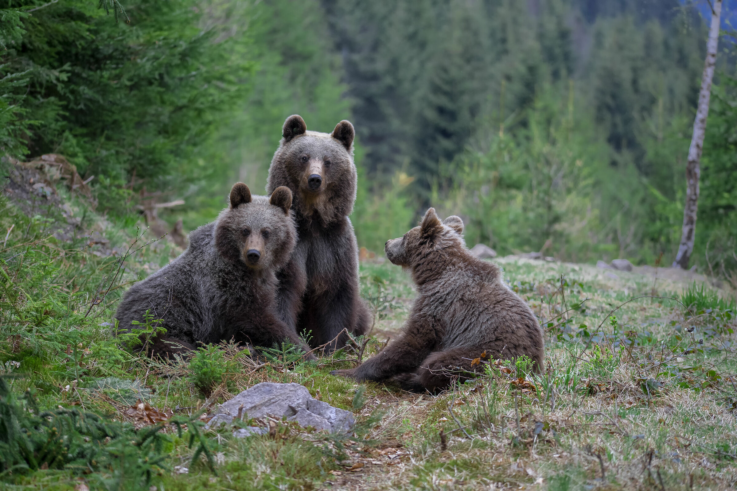 Bear Family...