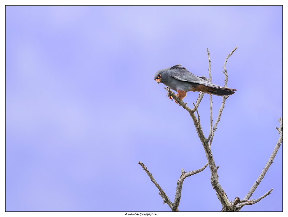 Male Cuckoo Hawk...