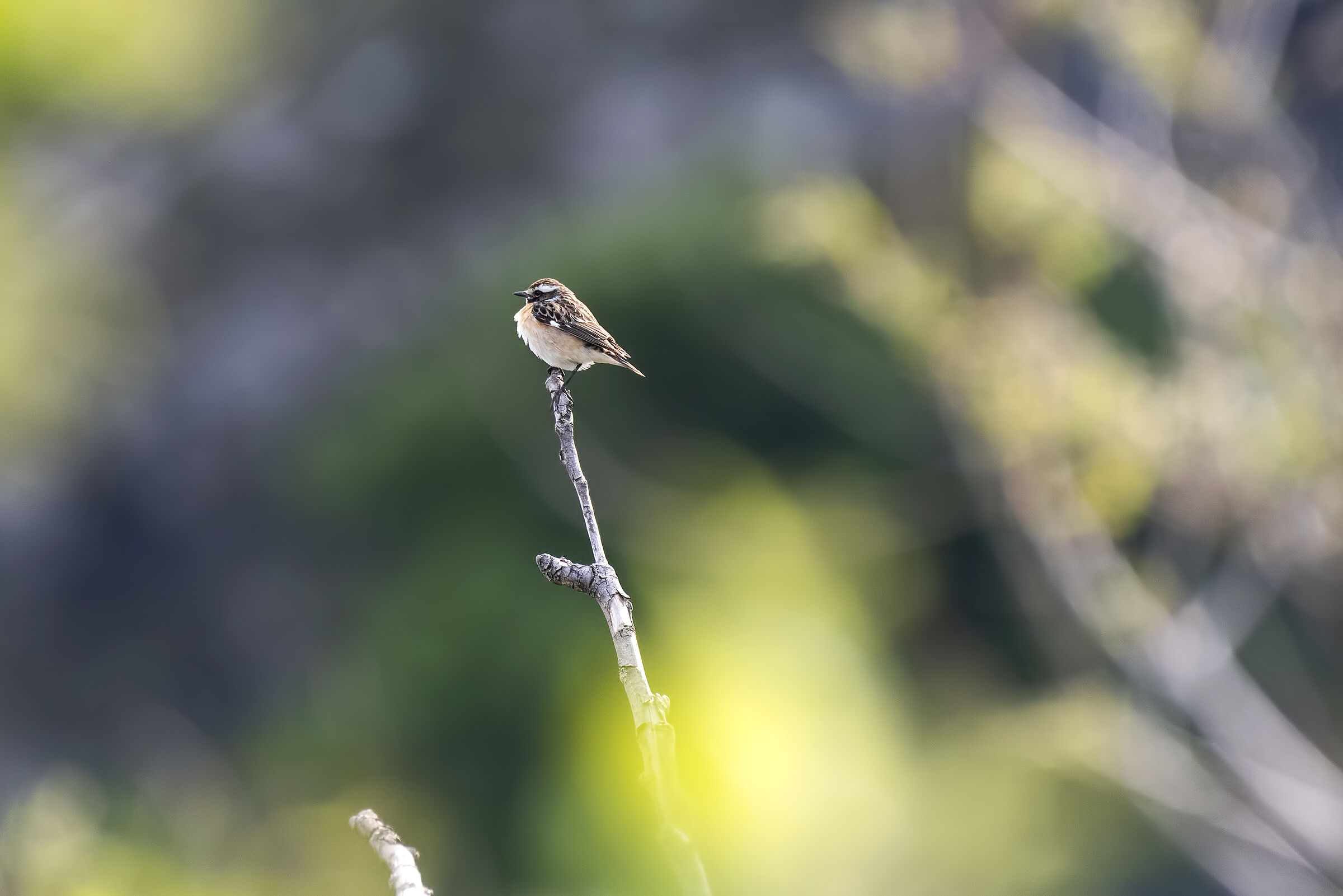 Spying on the Whinchat...