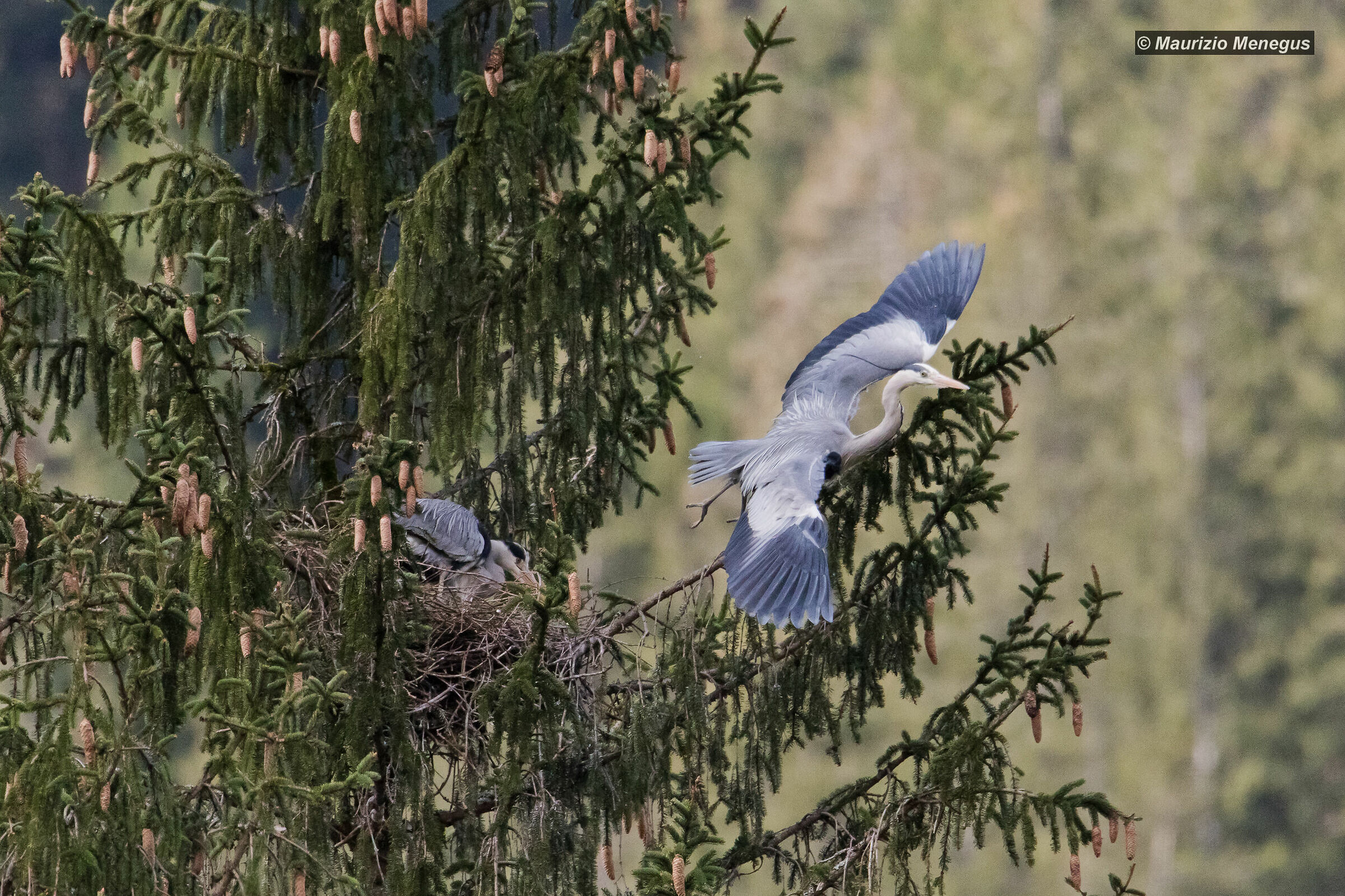The Grey Heron's detachment from the nest...