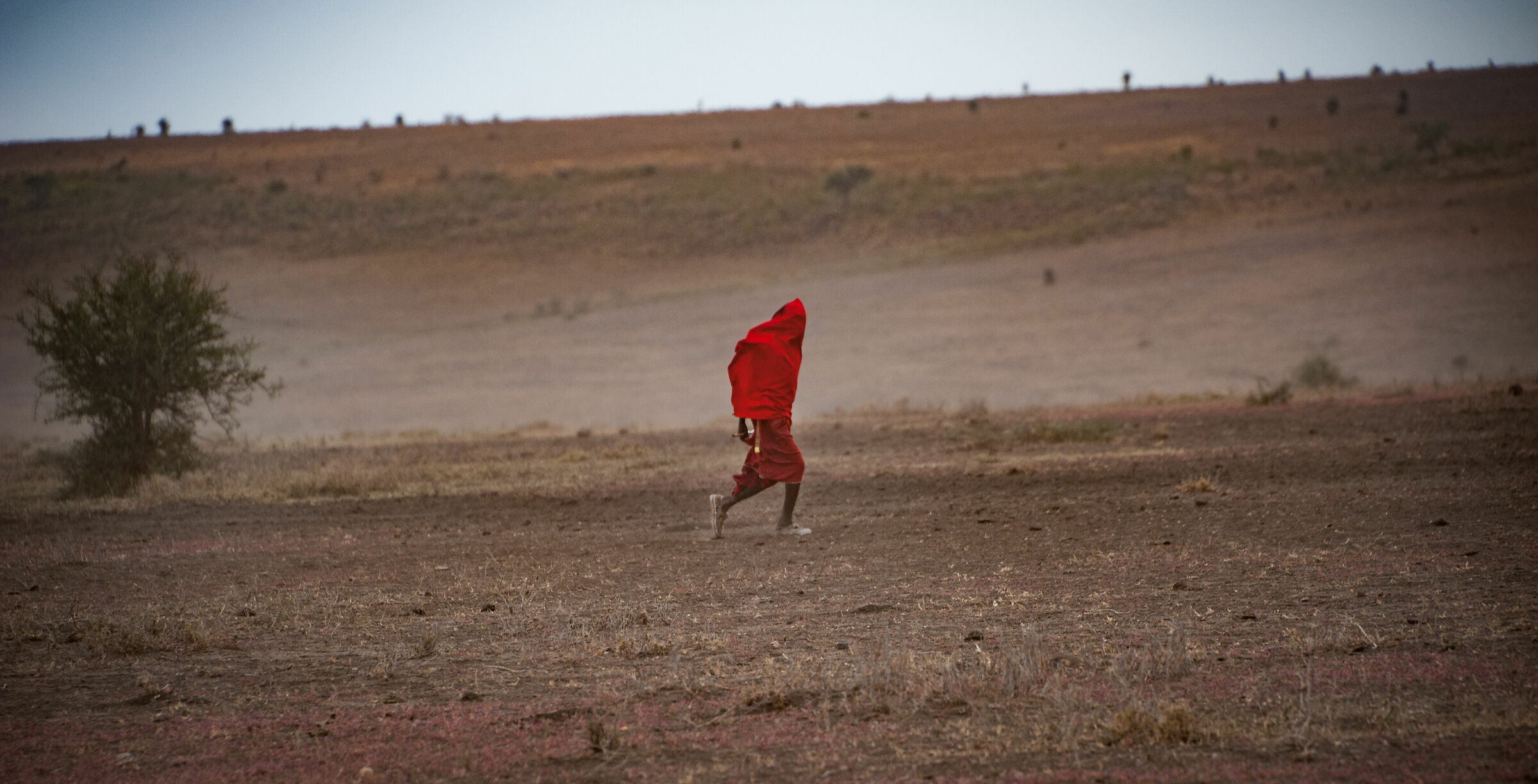 Masai in the blizzard...