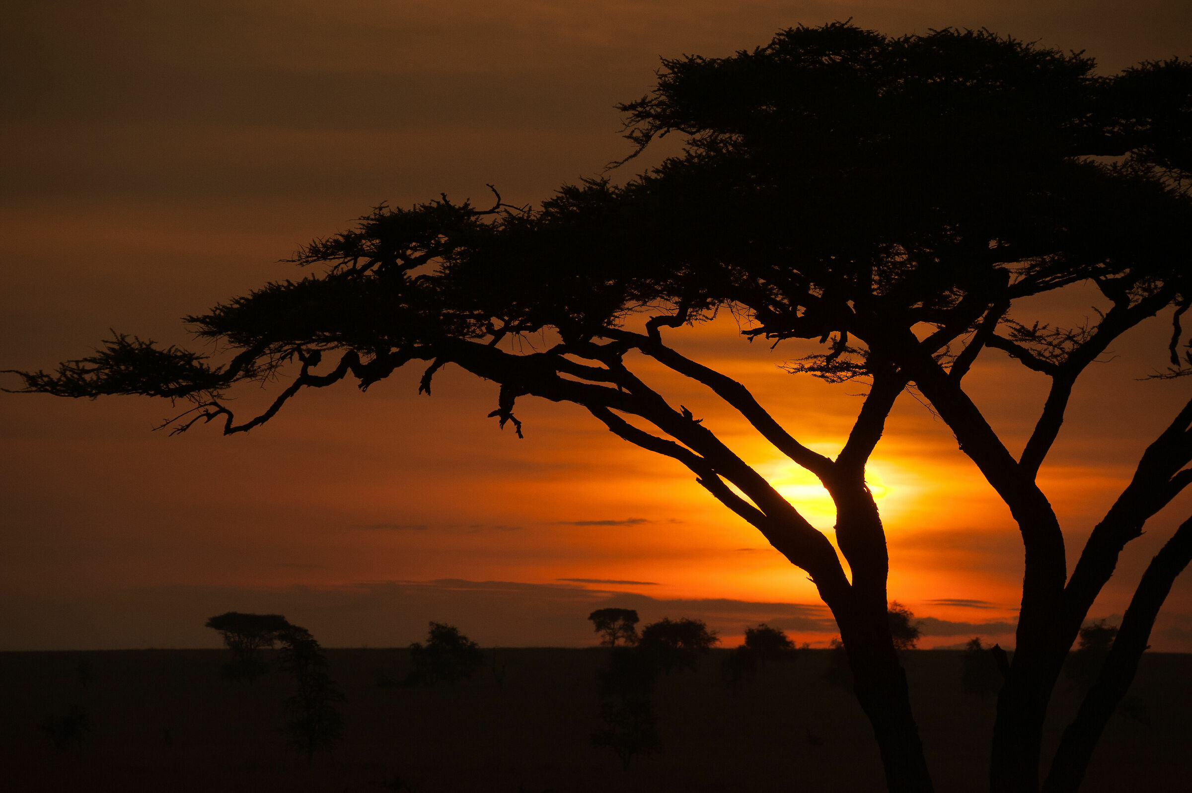 Sunrise on the Serengeti...