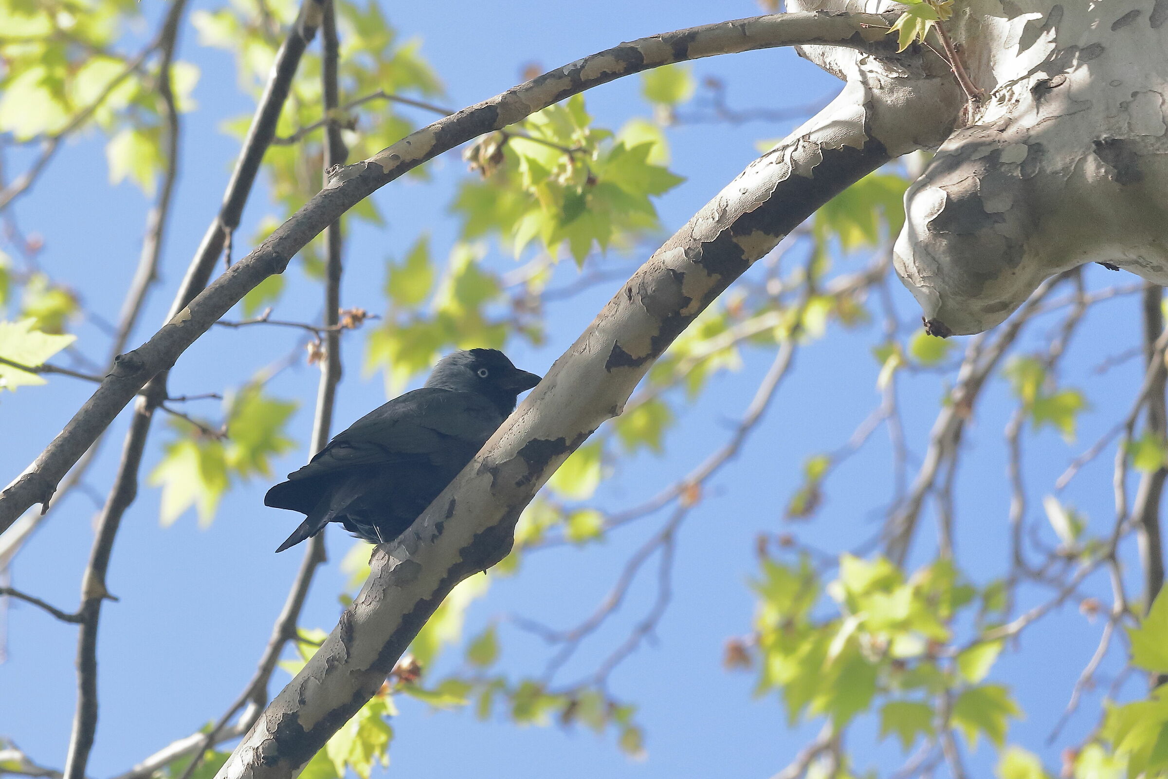 Black Crow...