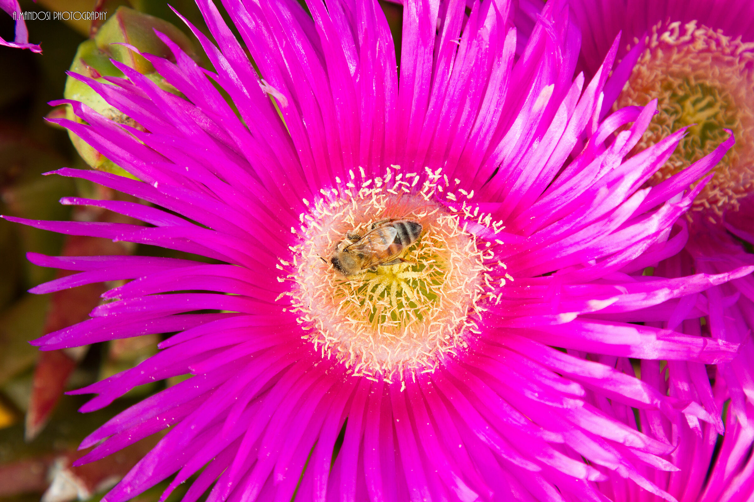 The Maia bee in fuchsia...