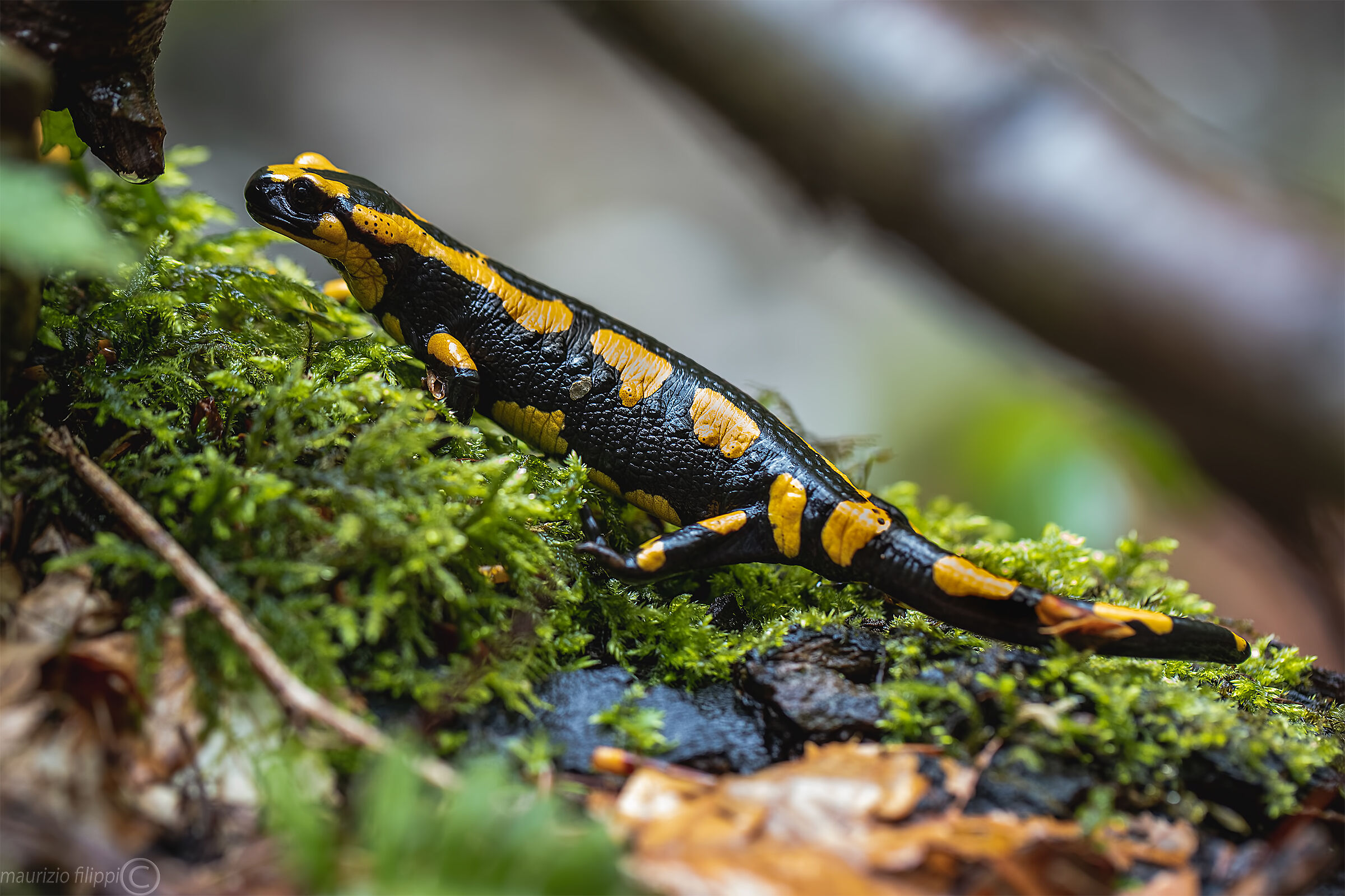 Salamander Salamander...