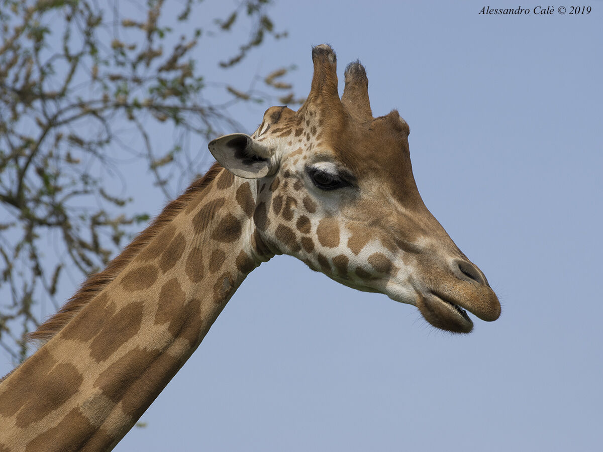 Giraffa camelopardalis (Giraffa) 9329...