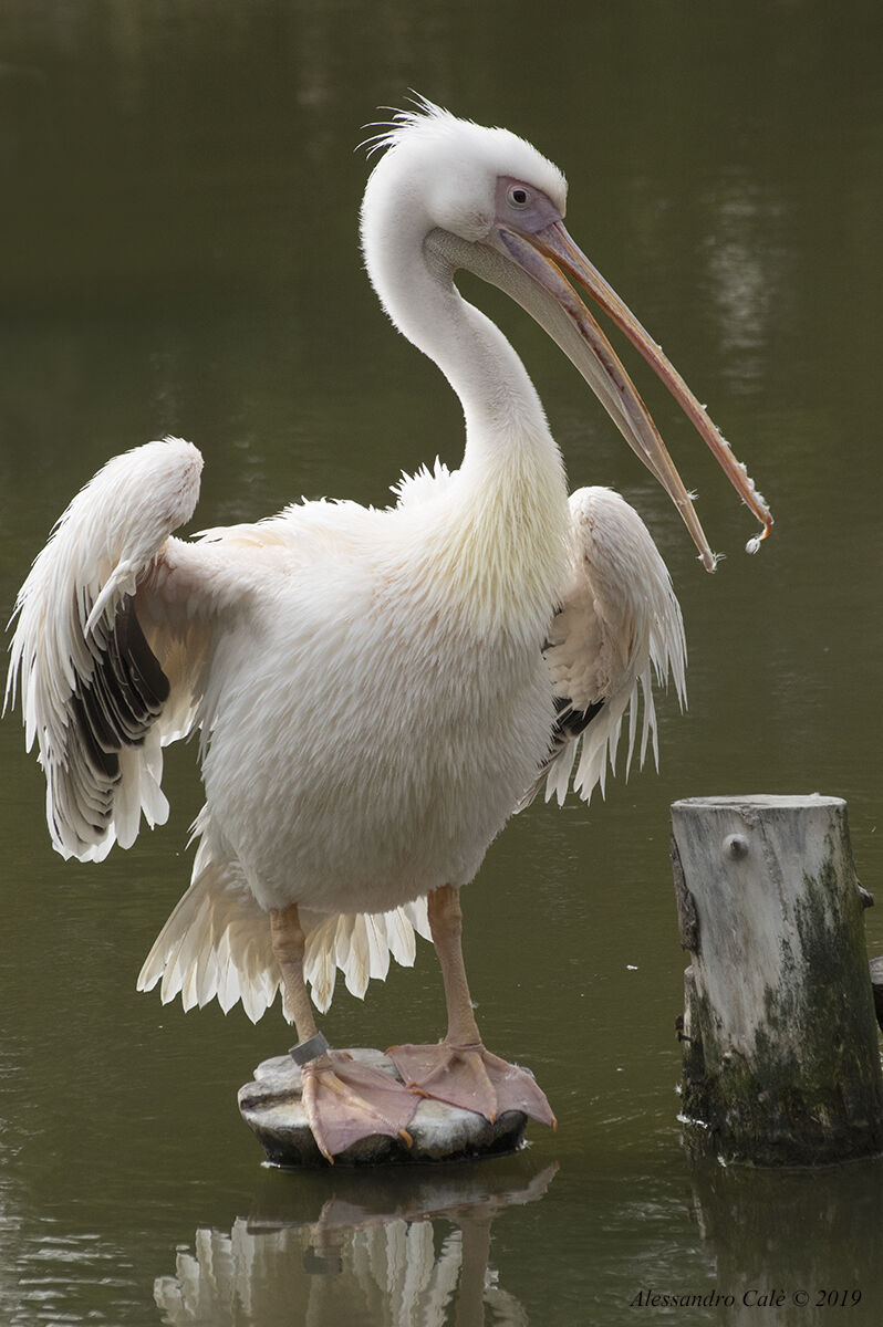 Pelicanus Onocratalus (pink Pelican) 0157...