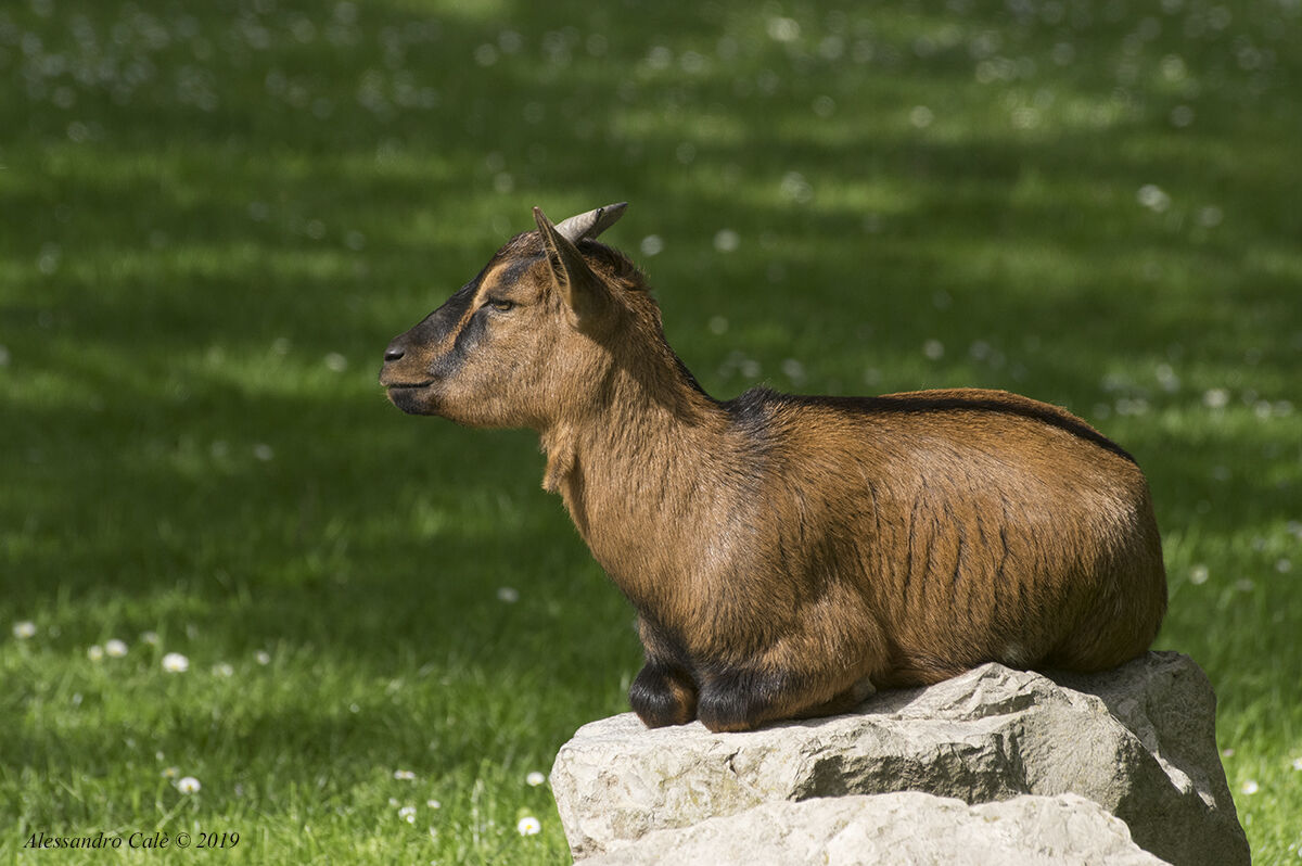 Goat hircus Domestic (Tibetan goat) 0076...