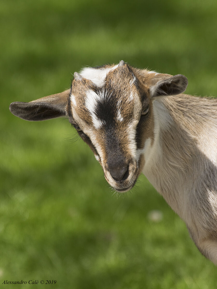 Goat hircus Domestic (Tibetan goat) 9655...