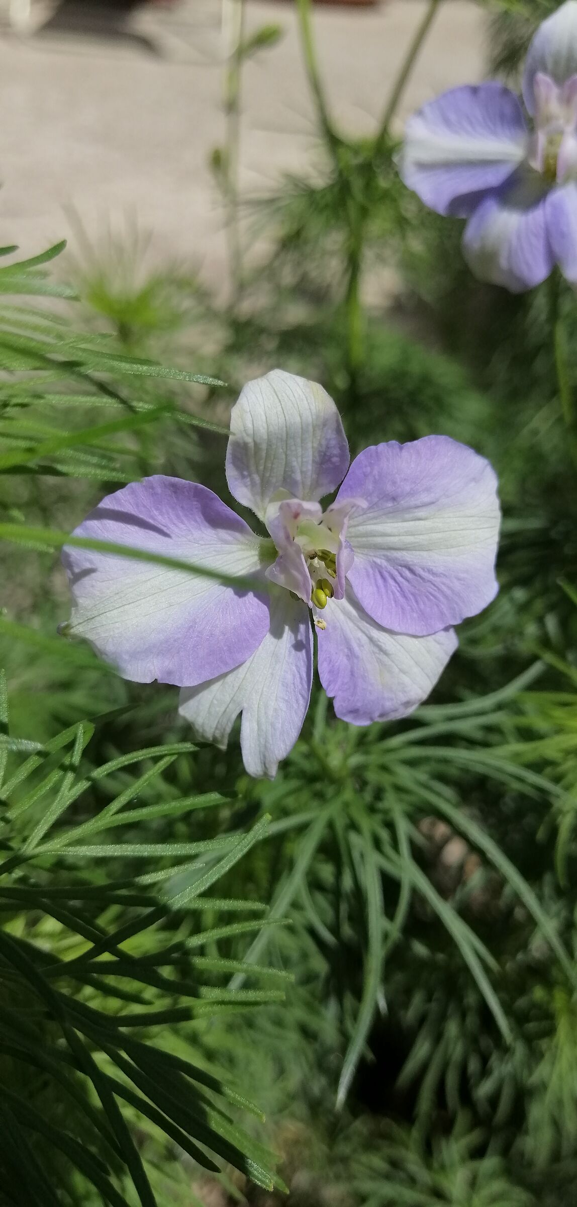 Purple Flower ...