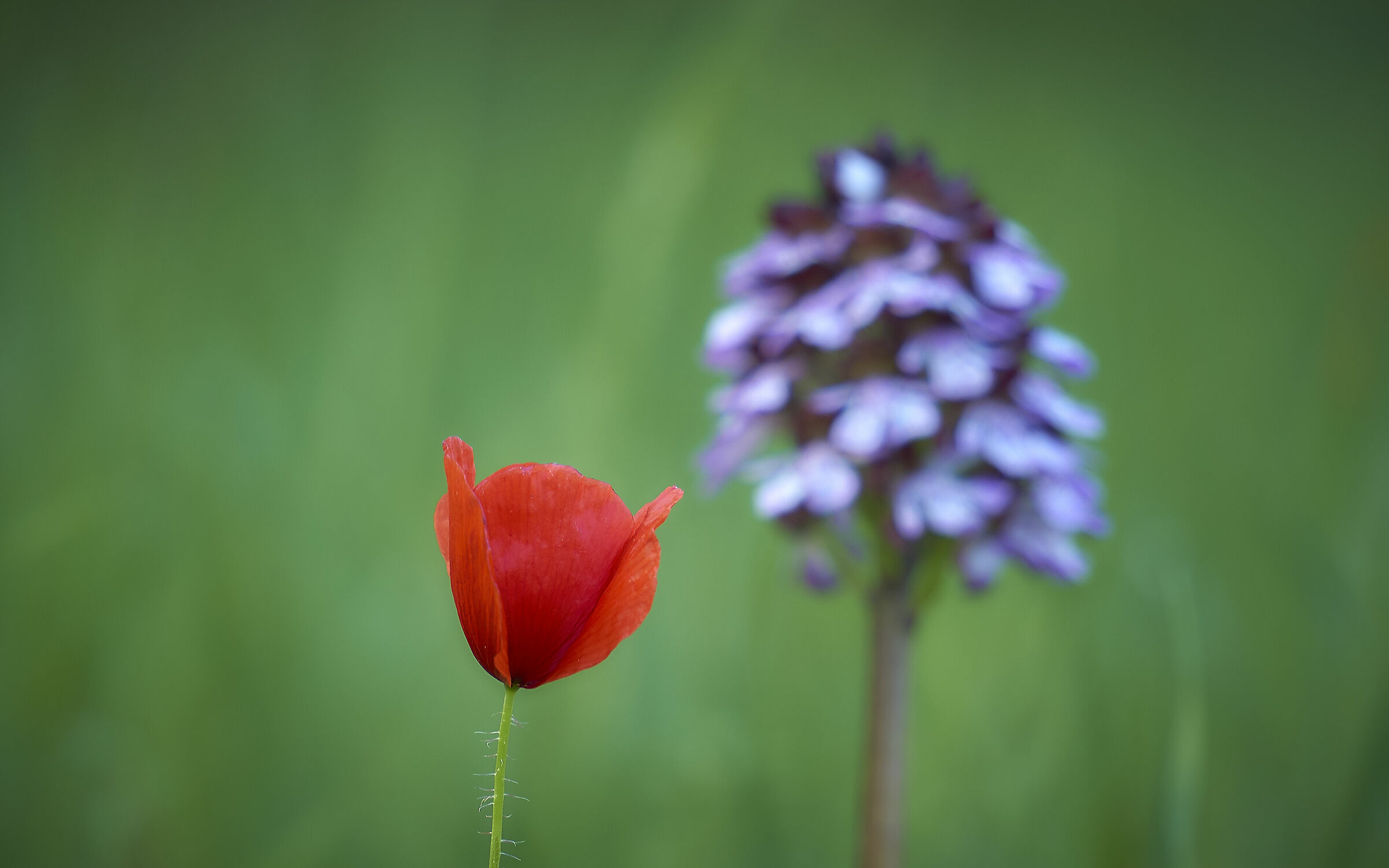 Spontaneous Poppy and orchid...