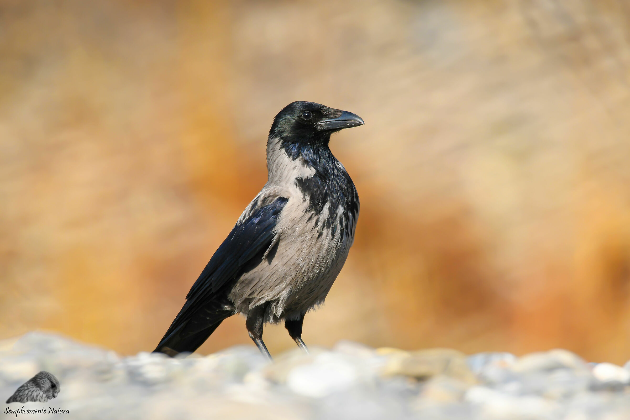 Grey Crow (Corvus Cornix)...