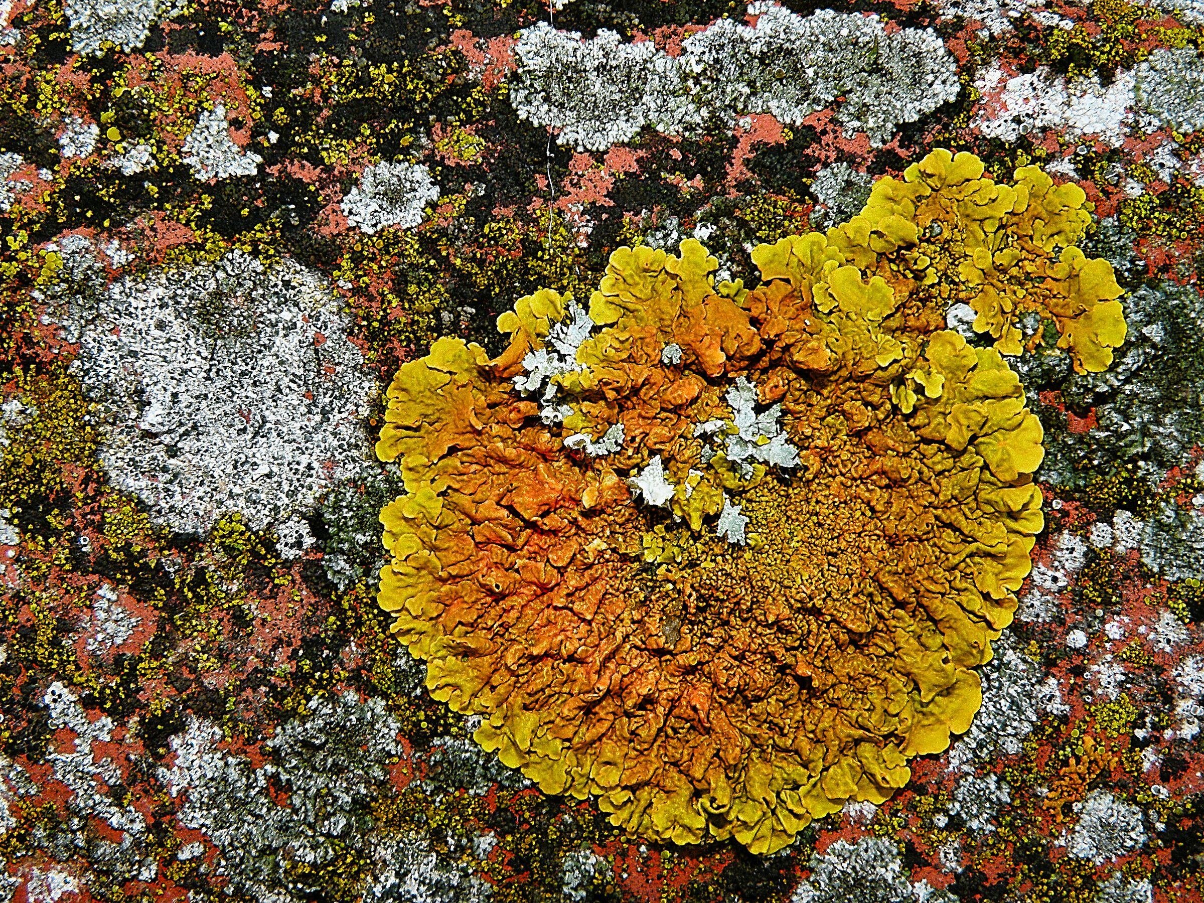  Lichens...