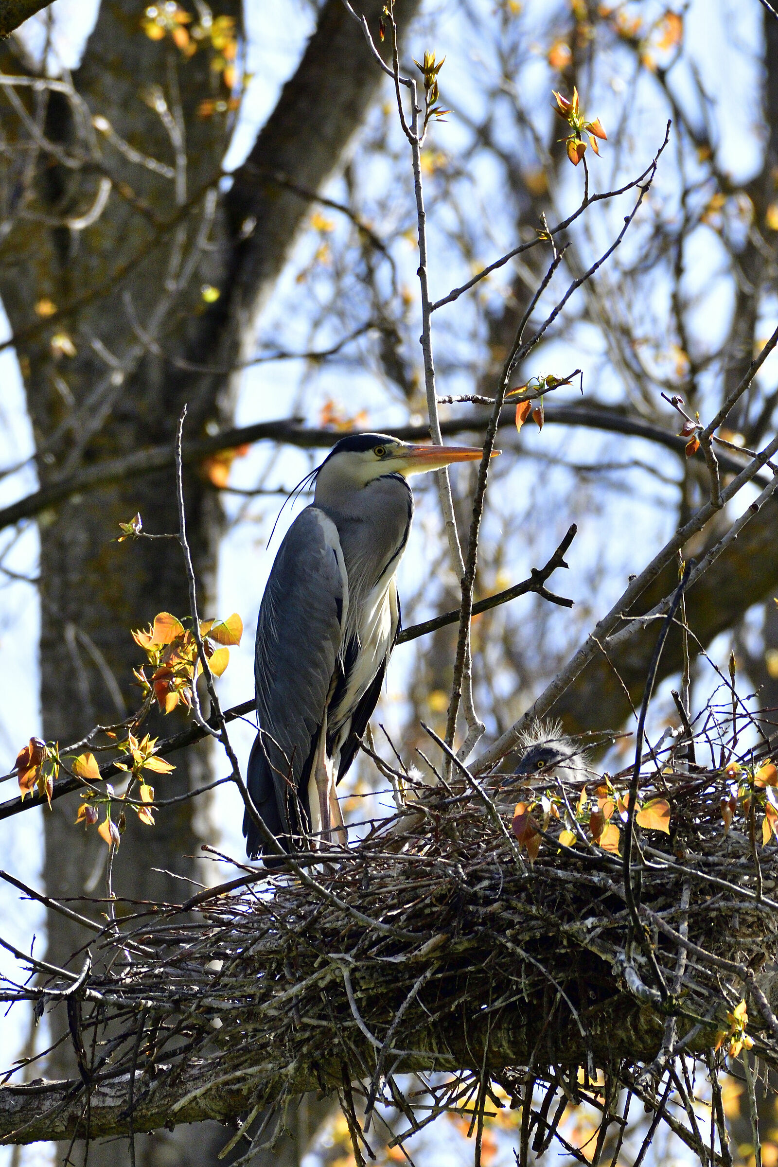Heron with Pullo...