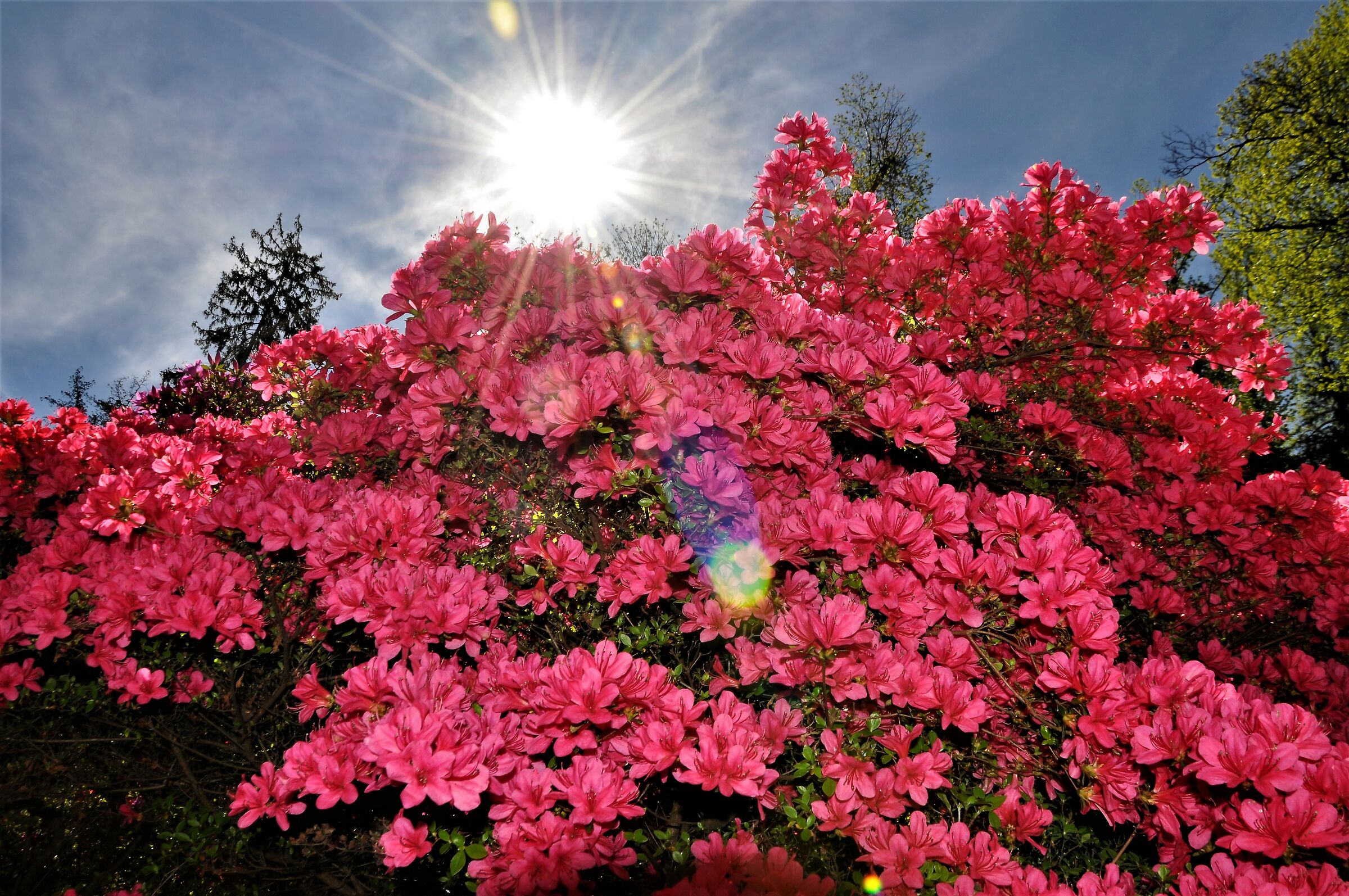 Villa Taranto-Azaleean and rhododendrons Blooms...