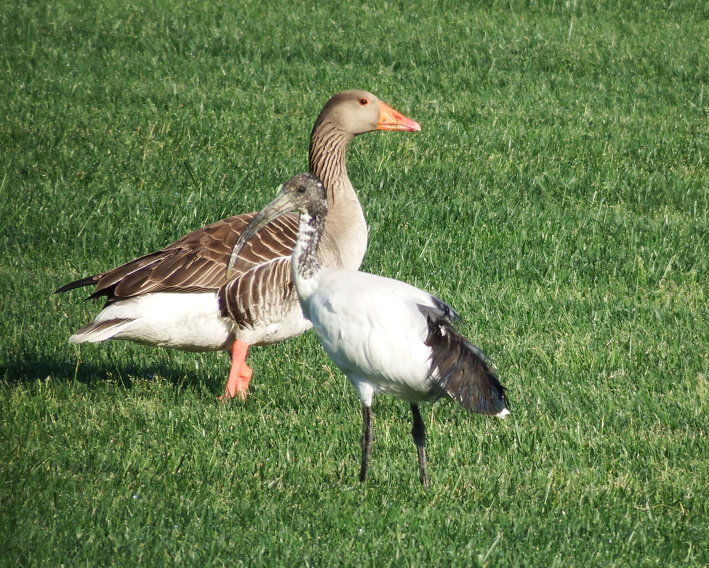 Ibis and Goose, the odd Couple...