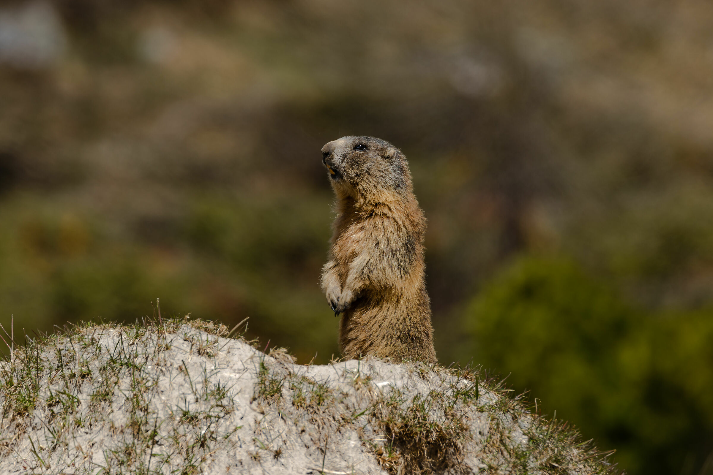 Suspicious groundhog...