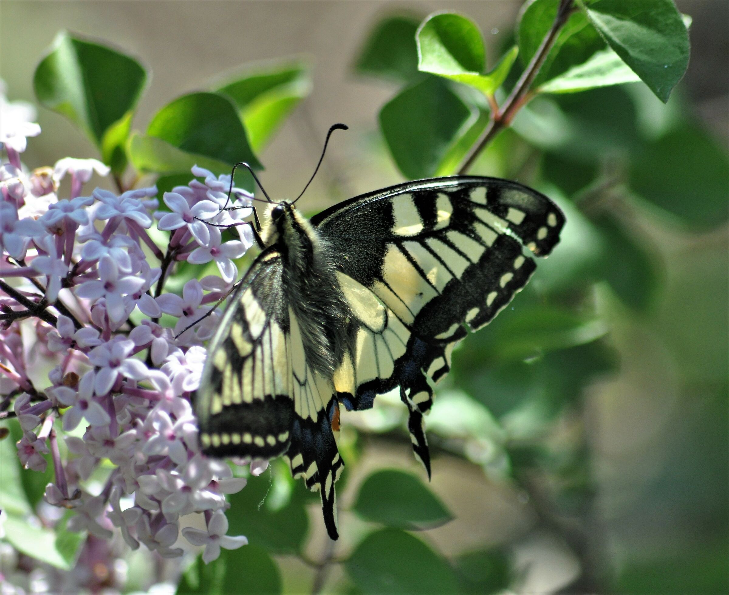 Butterfly (Botanical Garden of the Trana Rea)...