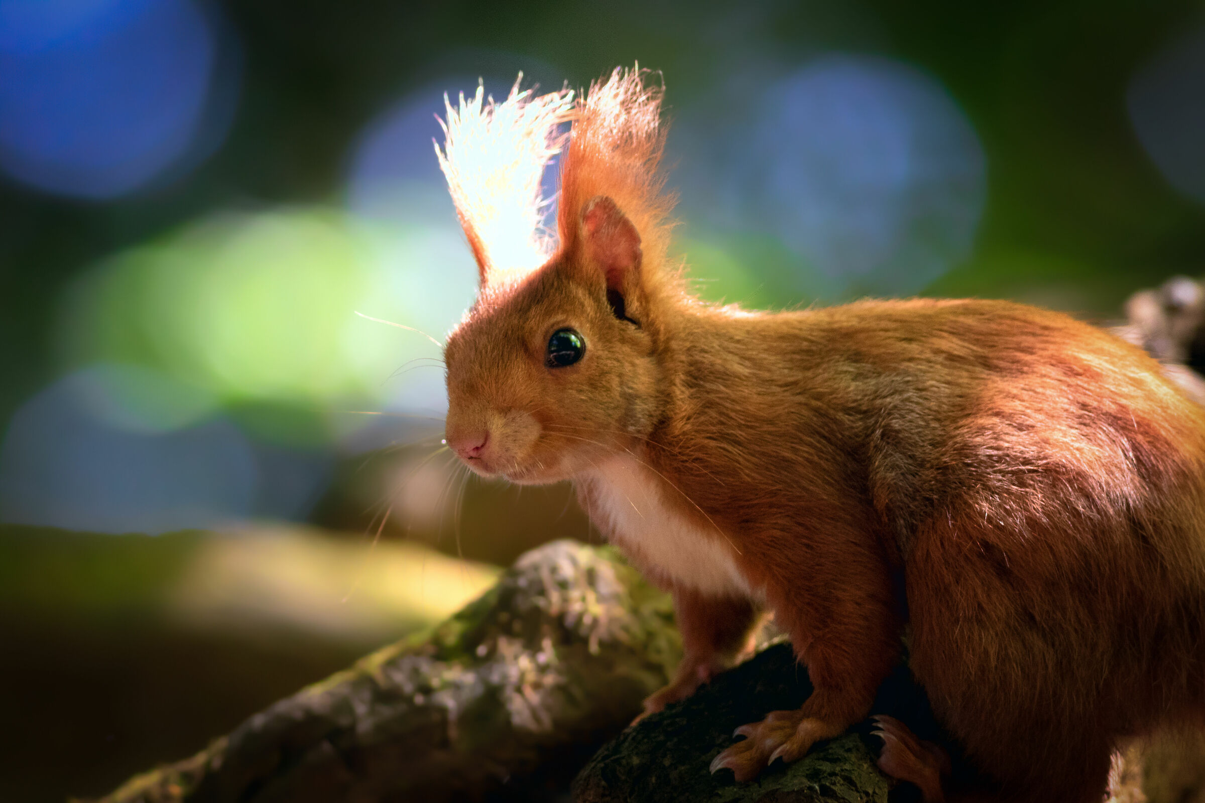 Red Squirrel...
