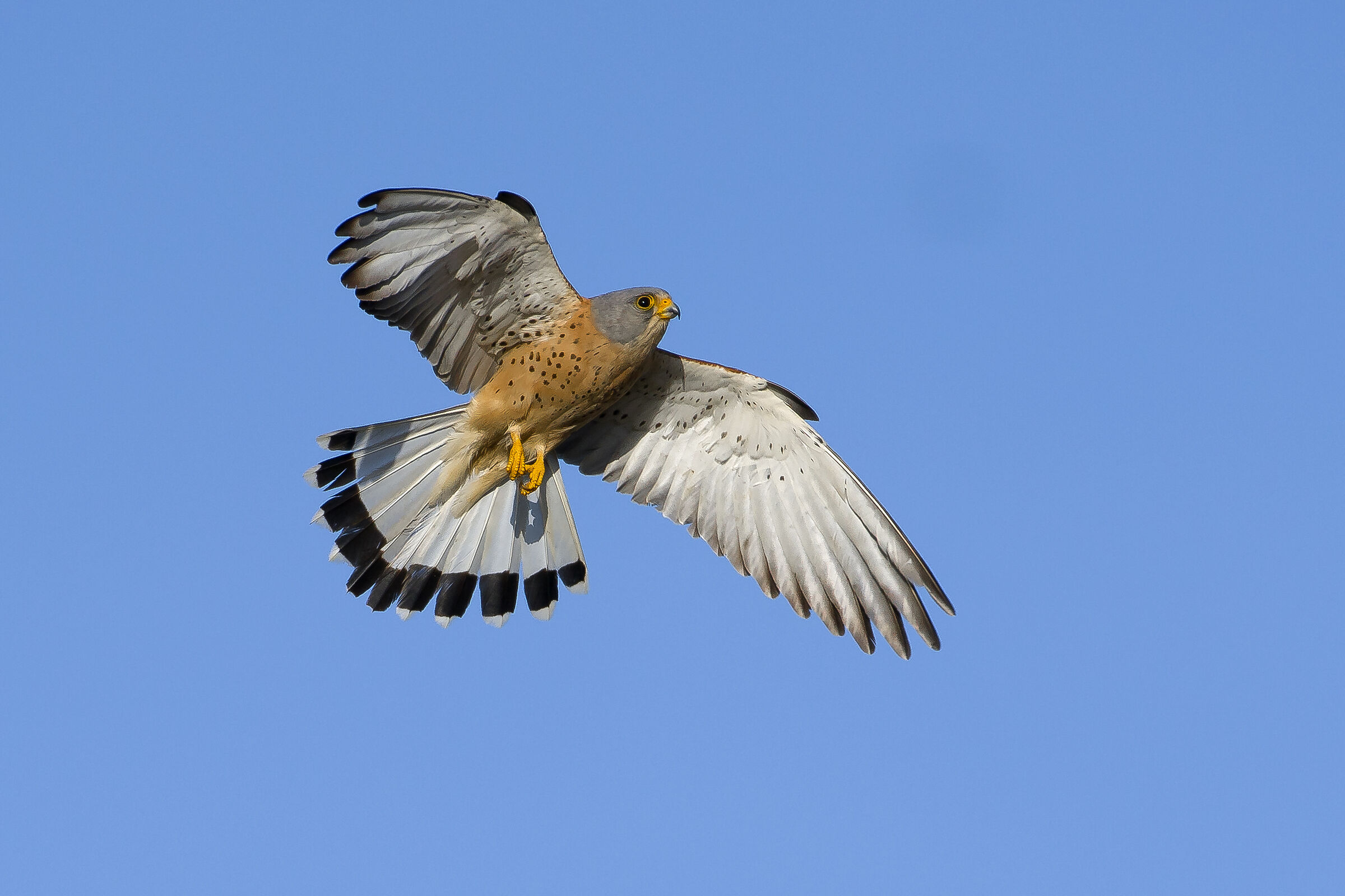 Grillaio (Falco naumanni)...