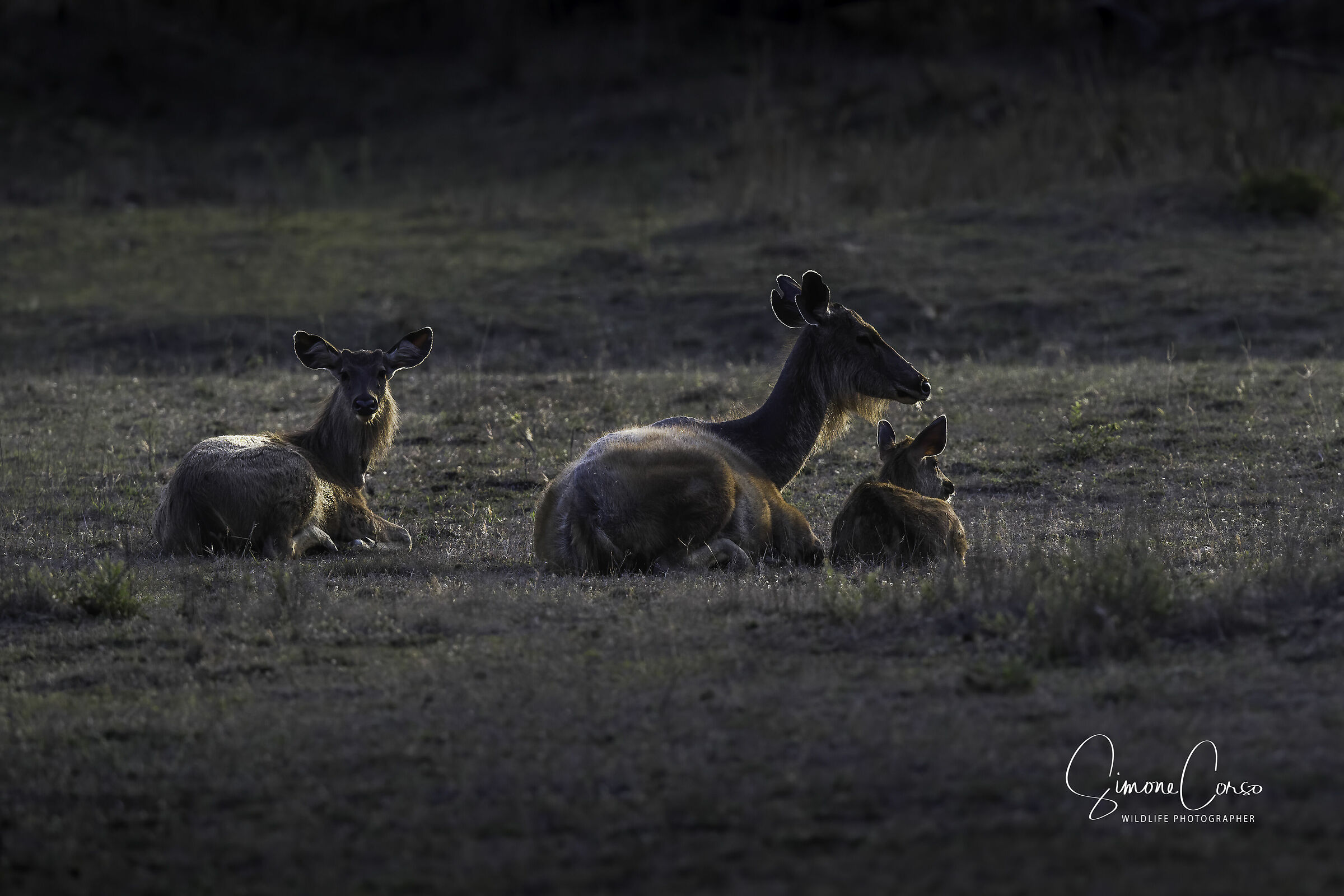 Family Deer at dawn...