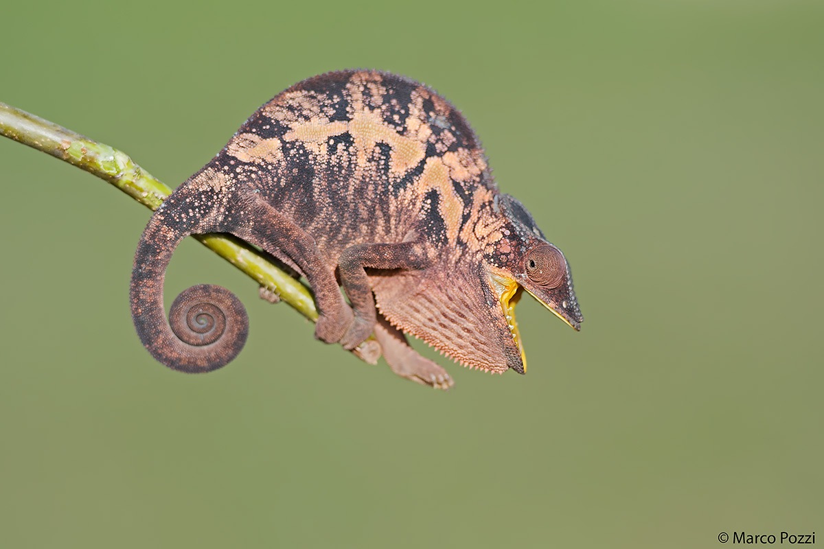 The Chameleon of Madagascar  ...