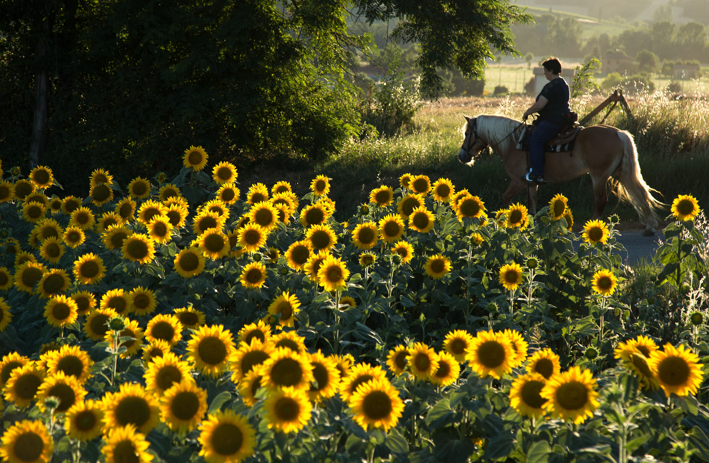 The sunflowers of the stable...