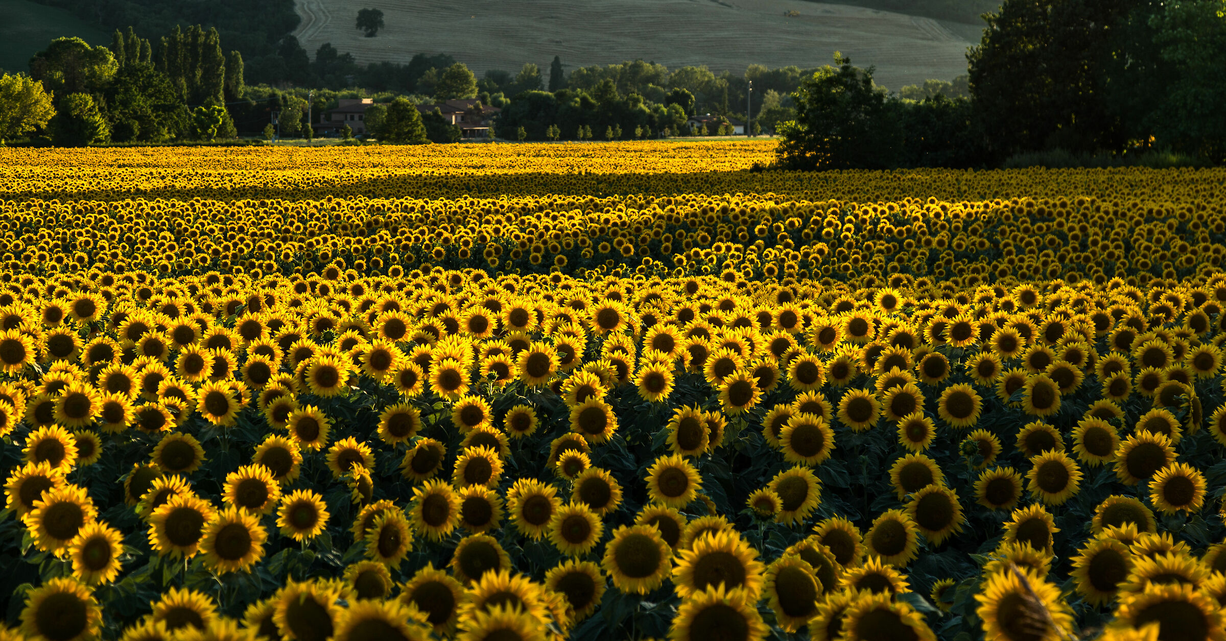 Sunflowers at sunset...