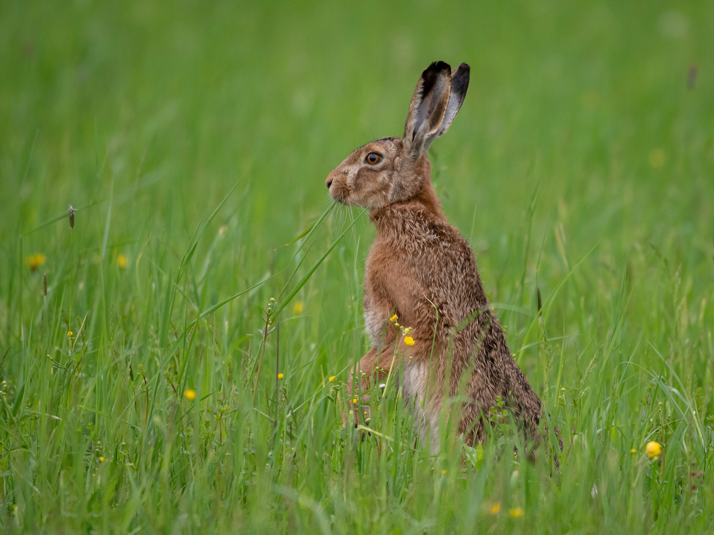 Brown Hare...