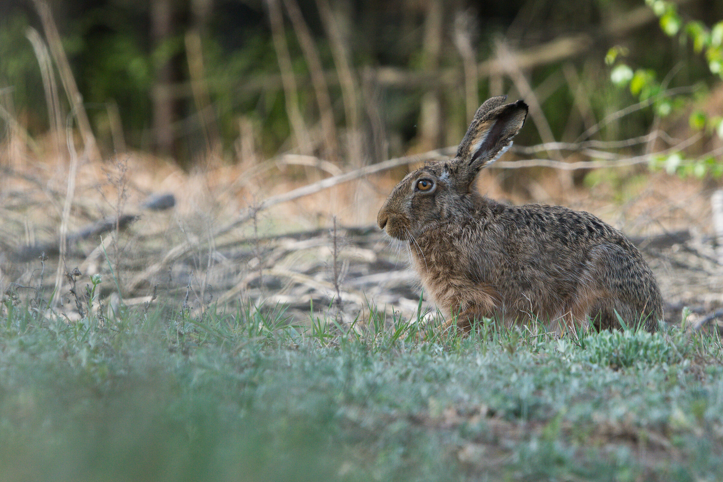 Brown hare (Lepus Europaeus)...