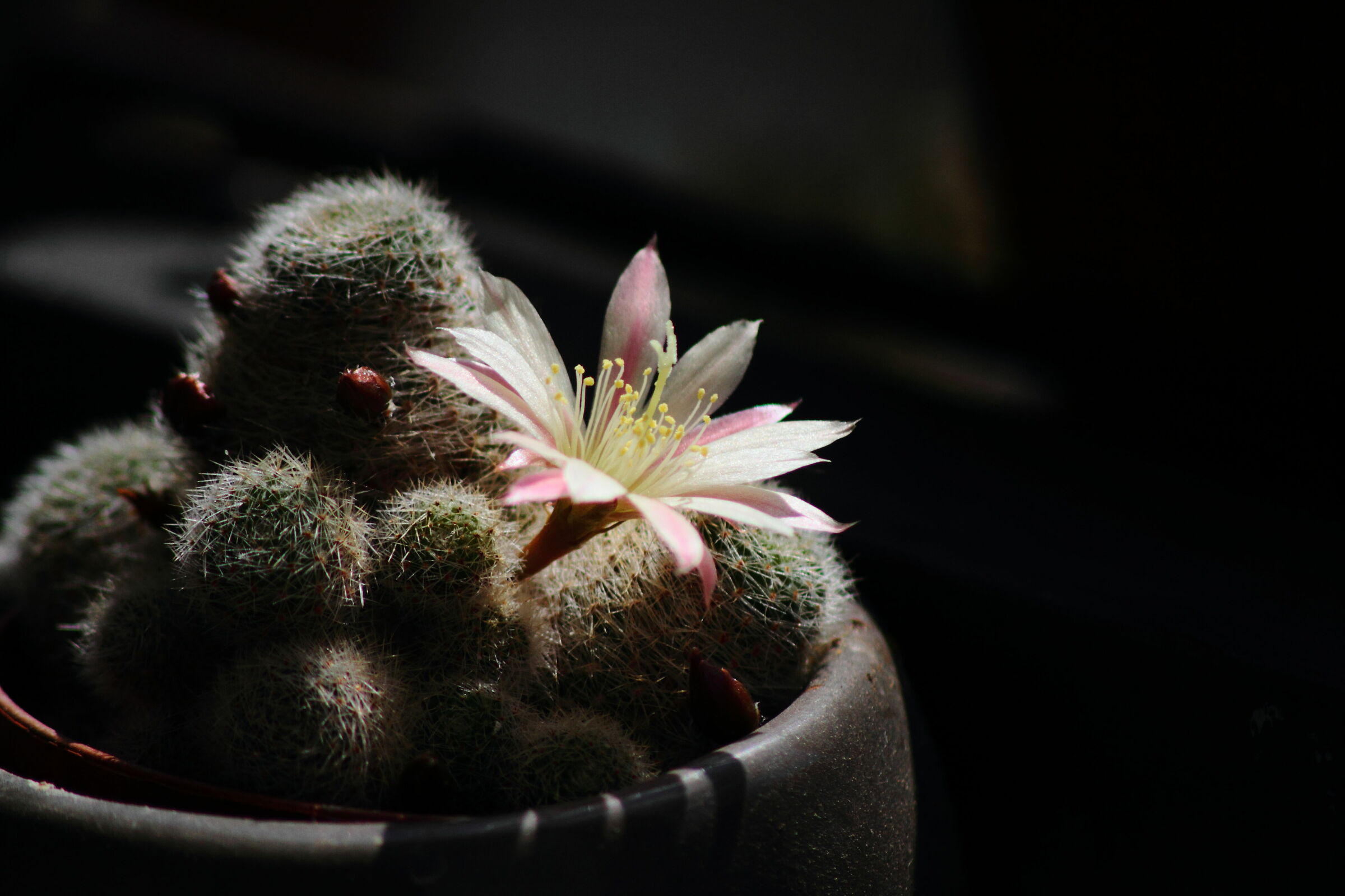 Micro Cactus...