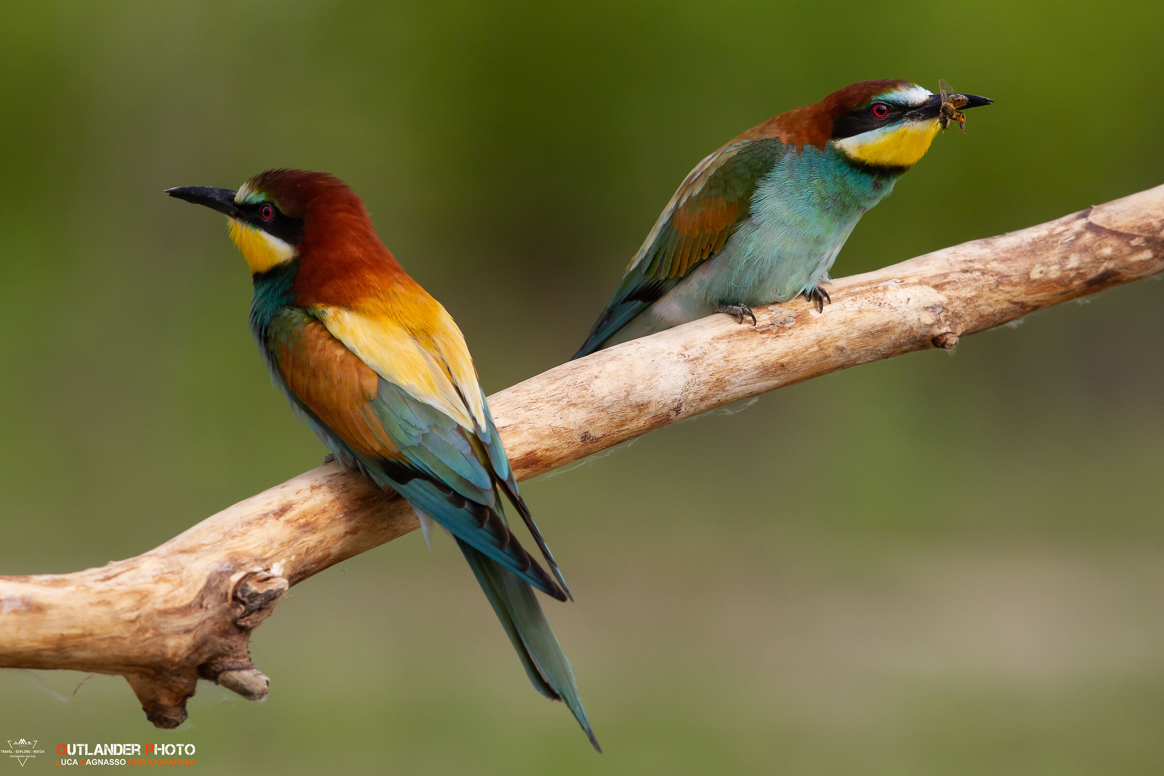 Bee-eaters-the first approach...