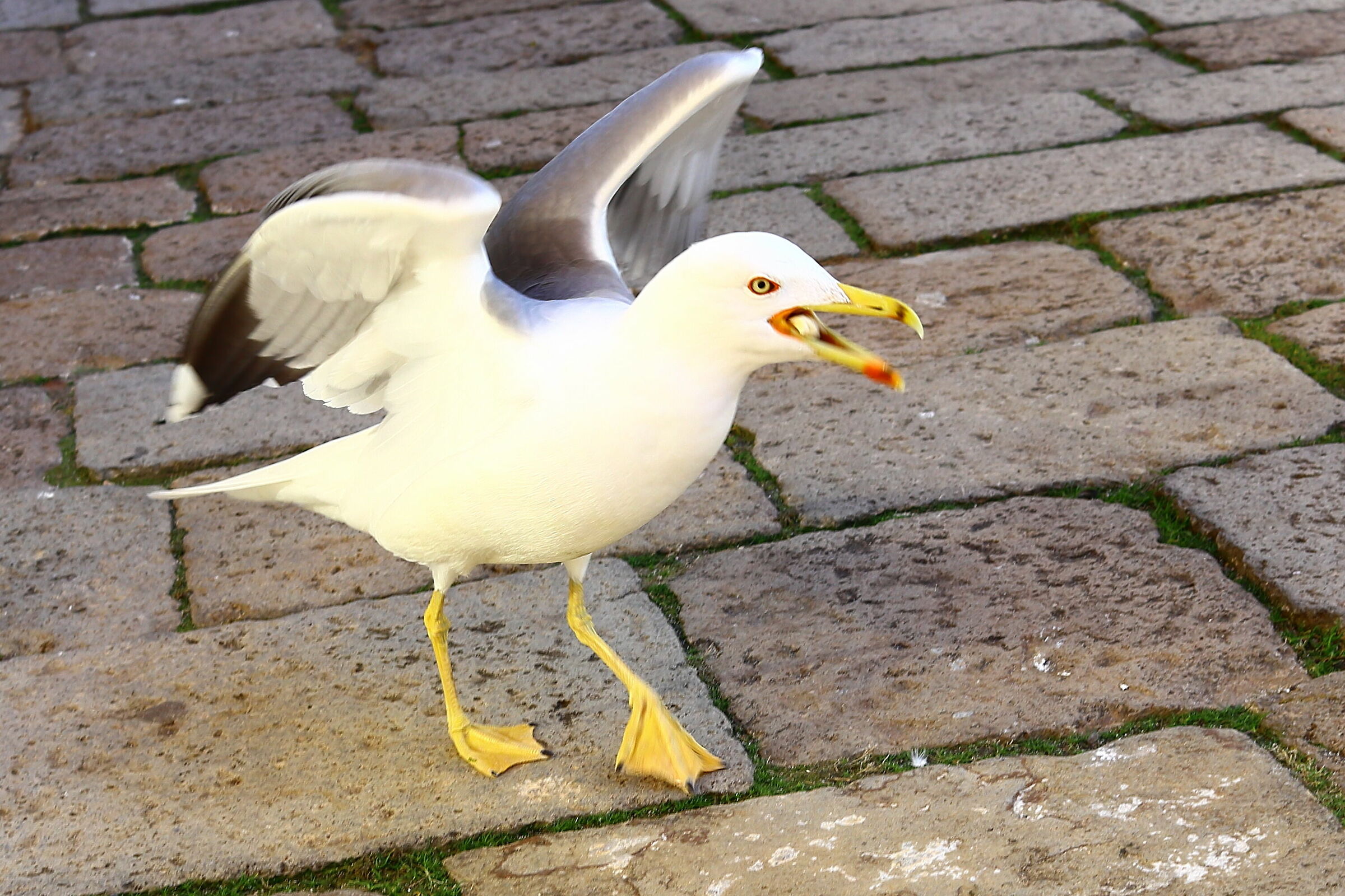 The Venetian Seagull...
