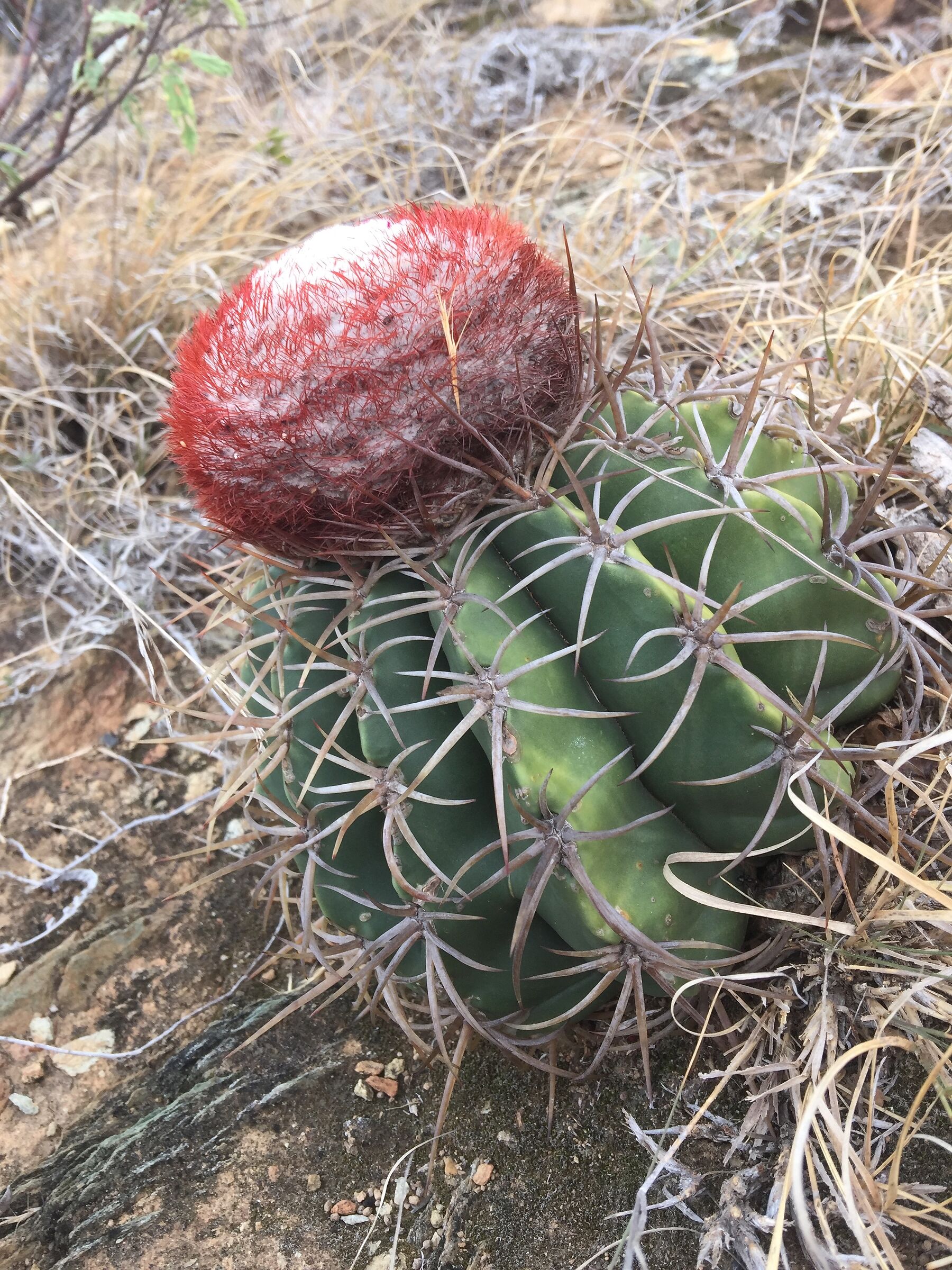 Cactus with edible fruit ...