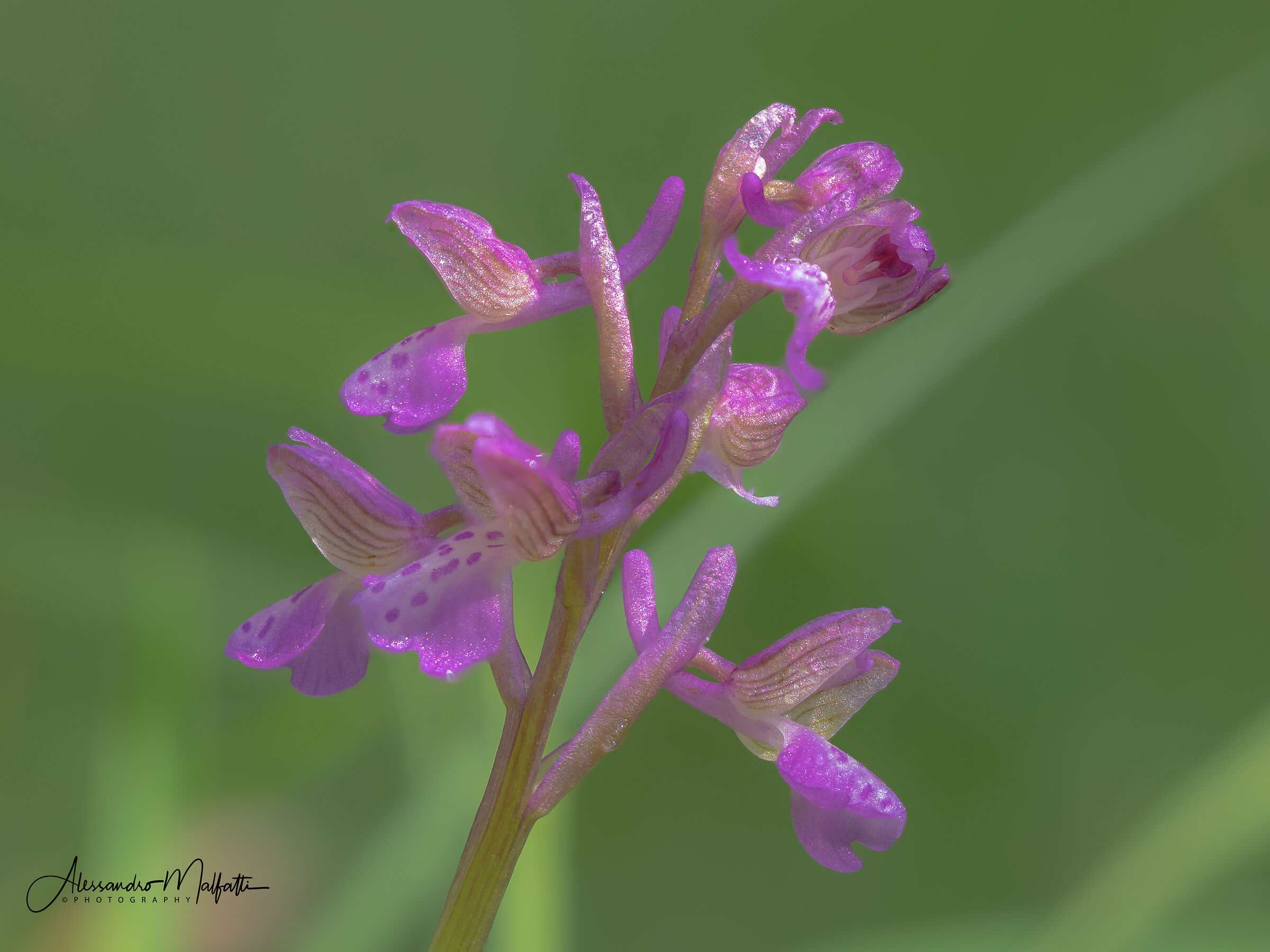 Lesser Orchid Anacamptis Morio...