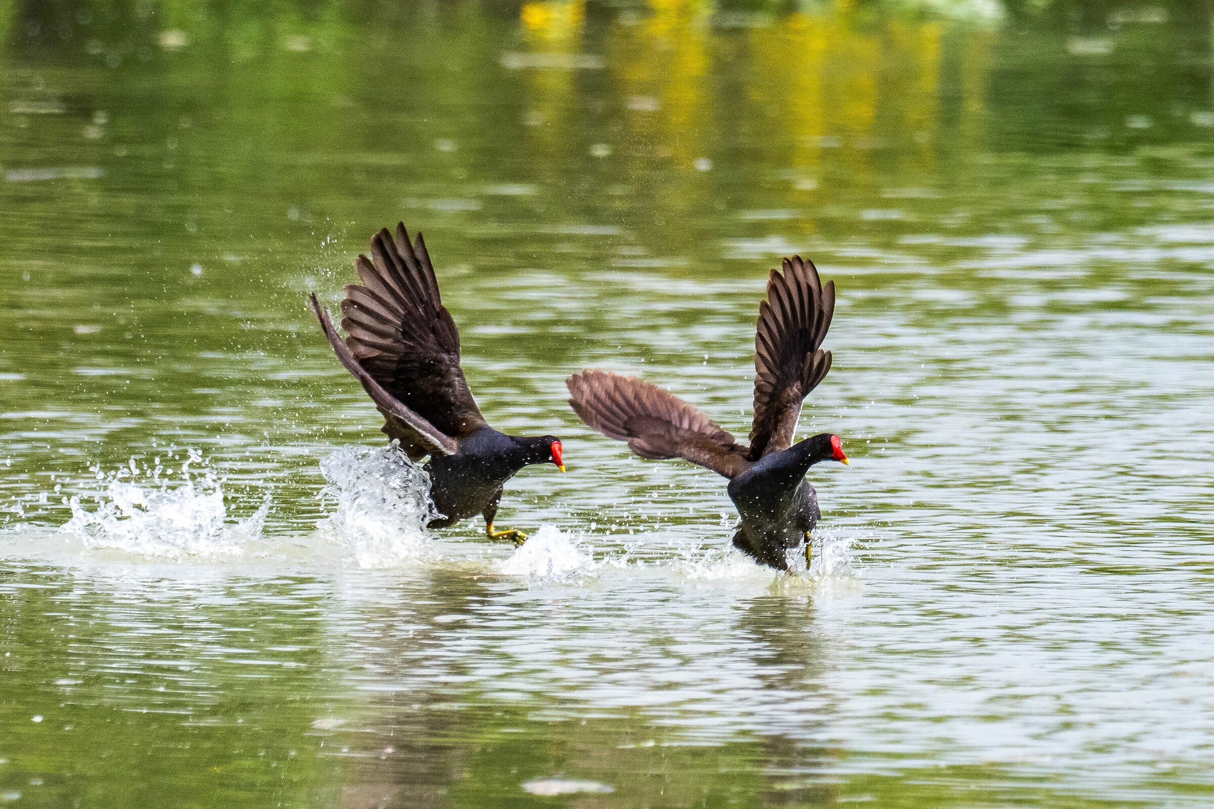 Ballet on the water of two Bantams!...