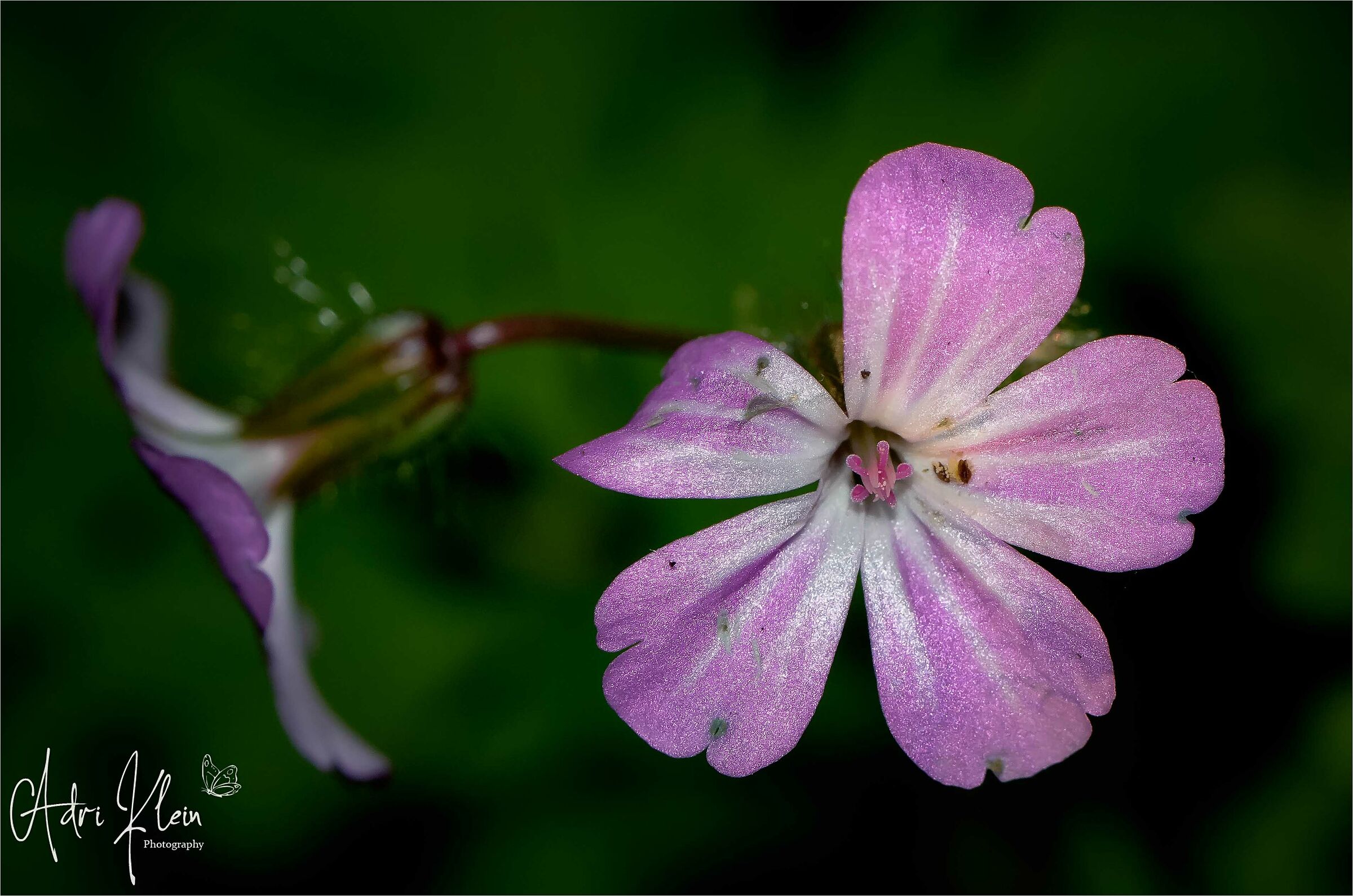 robert's herb...
