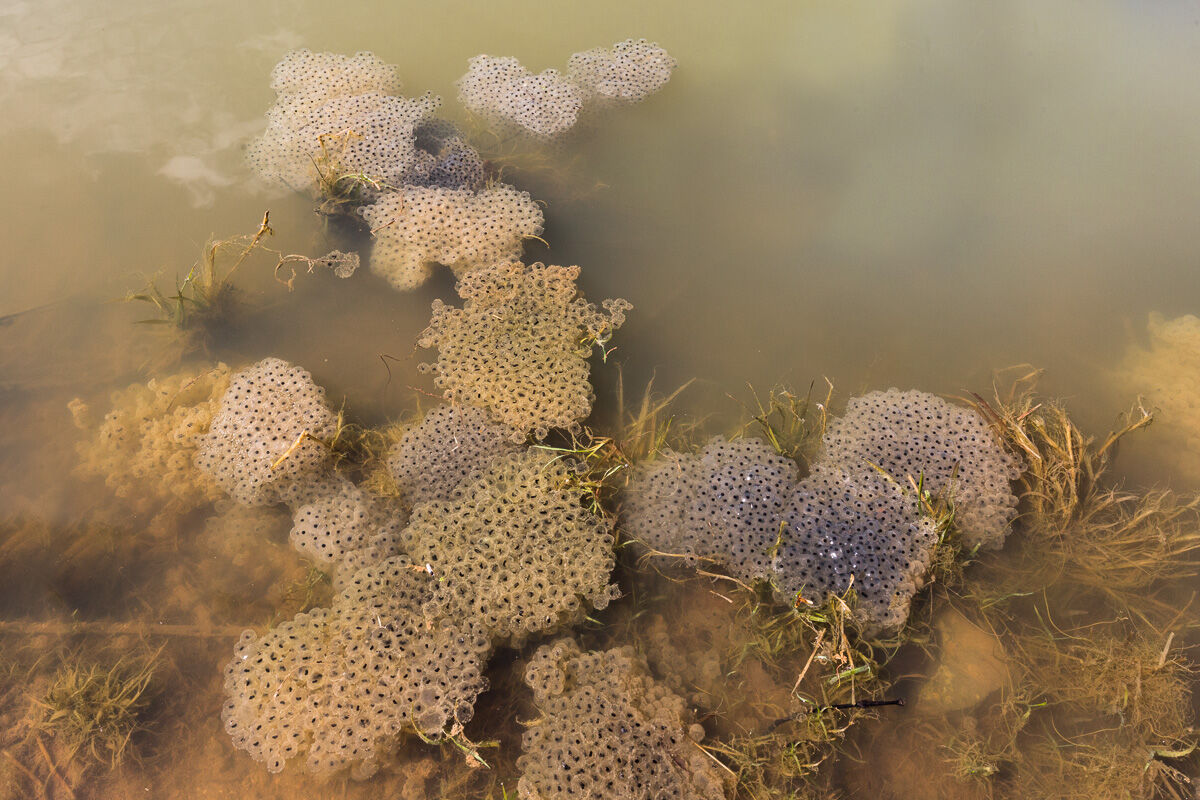 Globular clusters of temporary frog eggs......