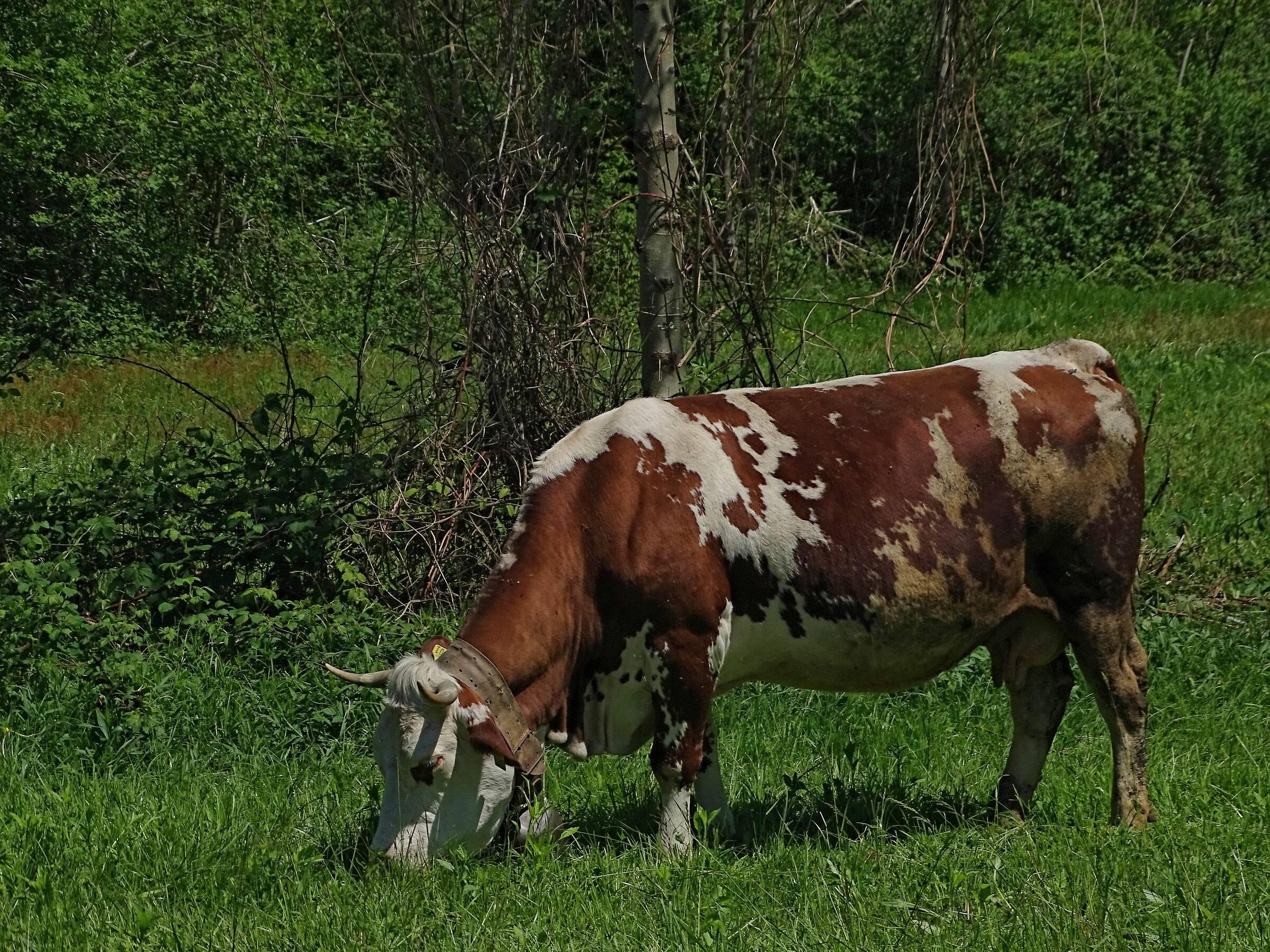 Cow Pasture (Crevacuore)...