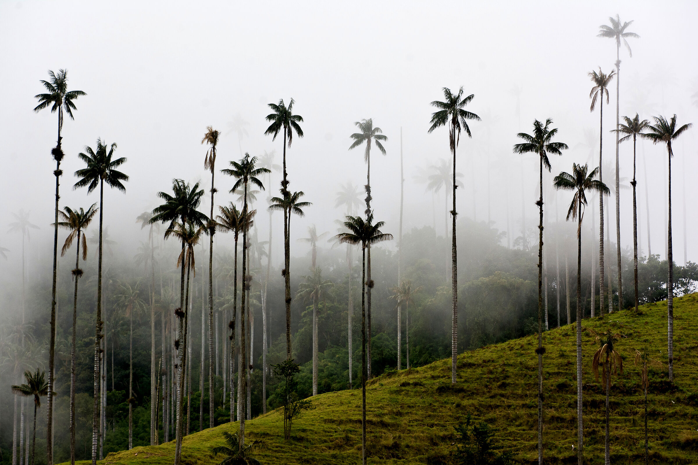 Cocora Valley (Colombia)...