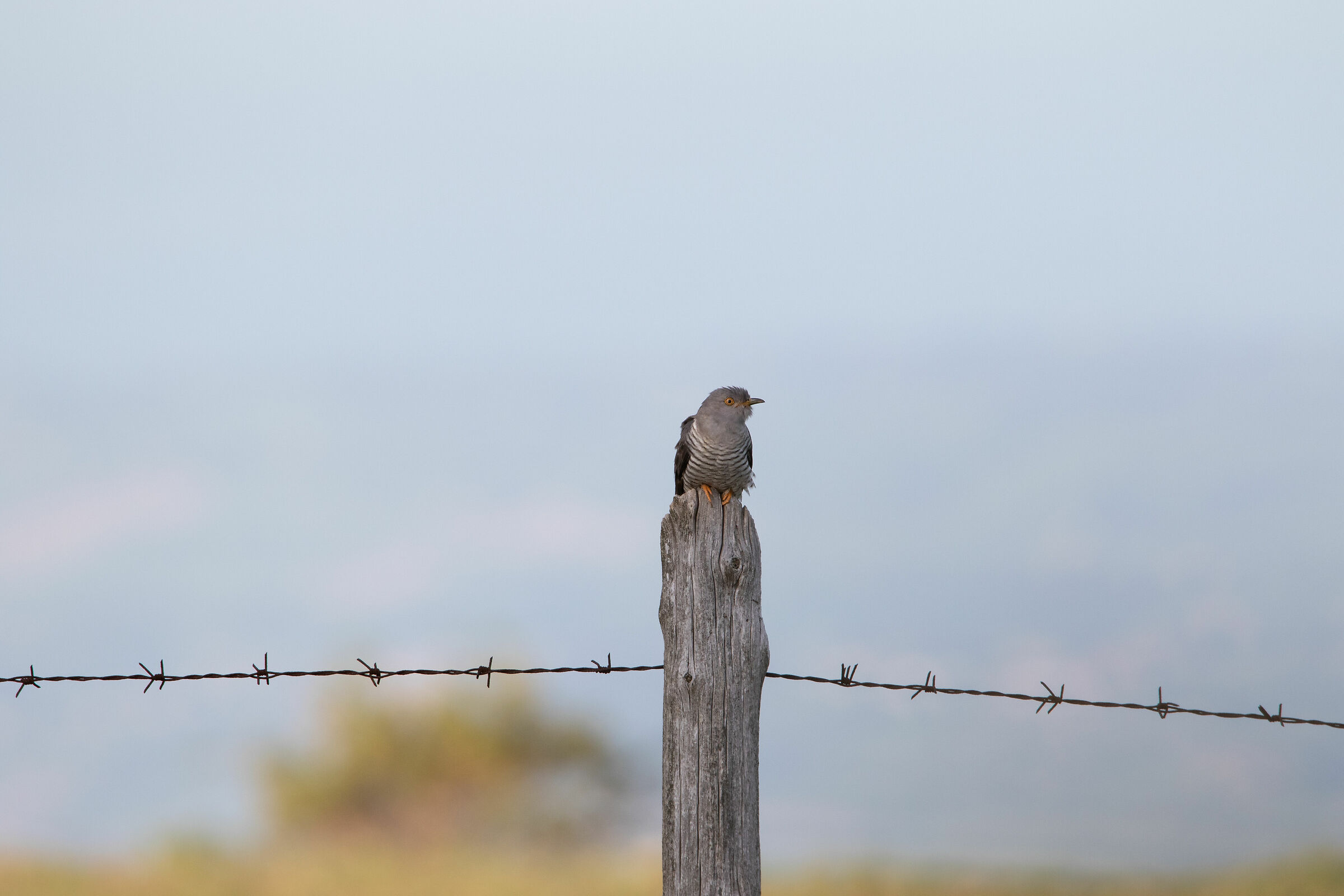 Cuckoo F. State Natural Reserve Gola del Furlo...