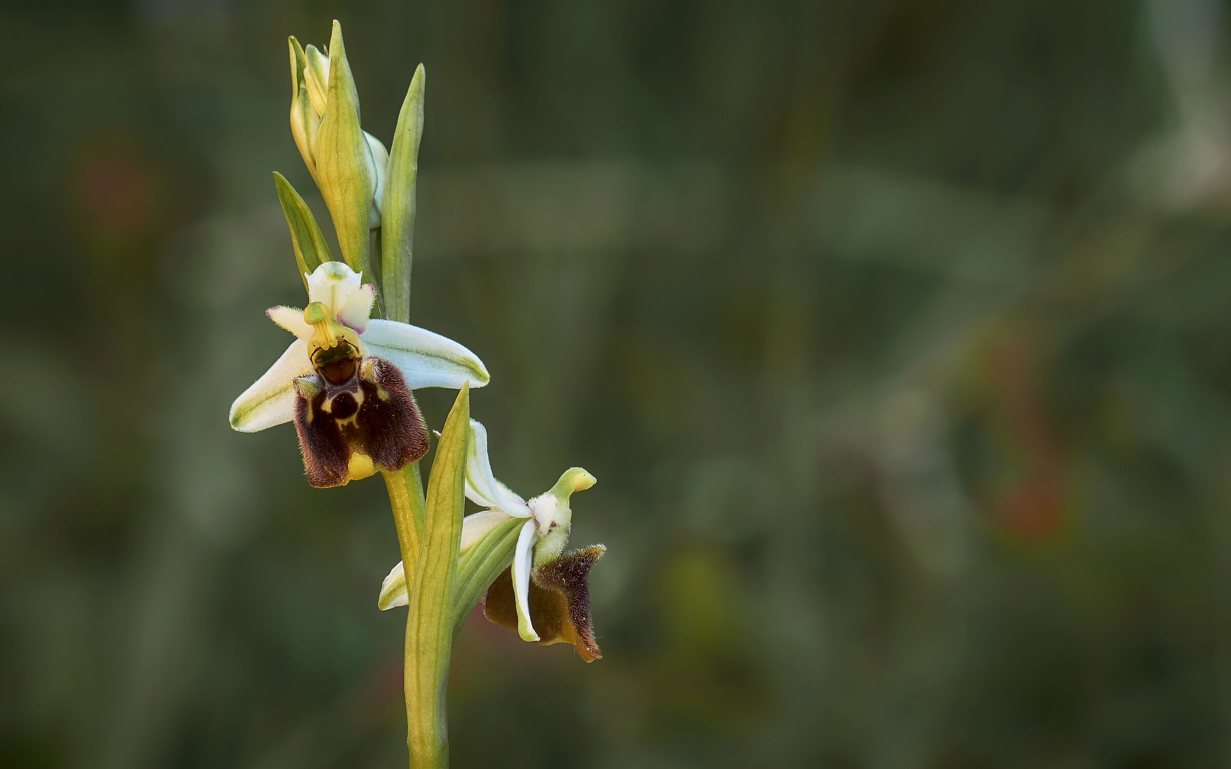 Ophrys Holosericea - Colli Tortonesi...