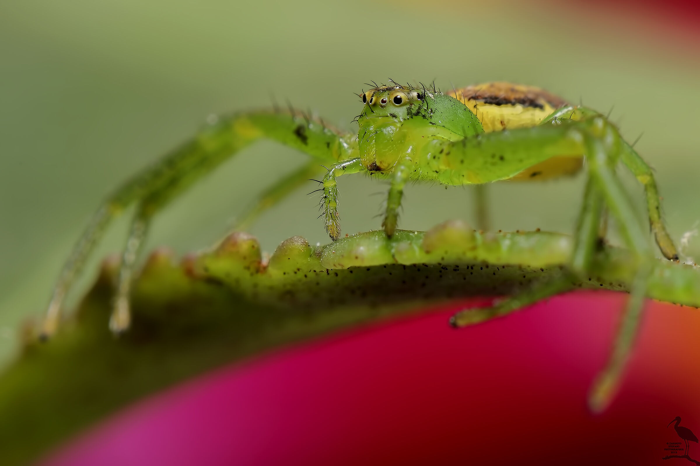 Green Spider...